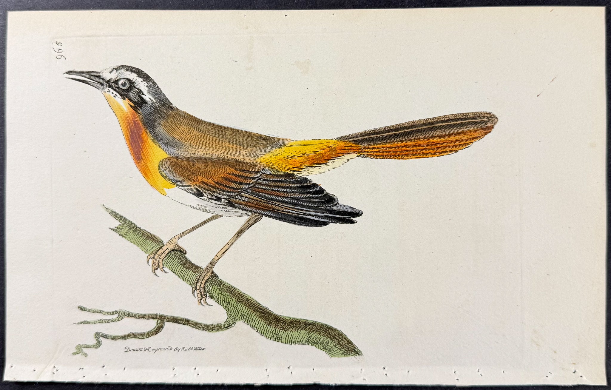 Rufous-breasted Warbler