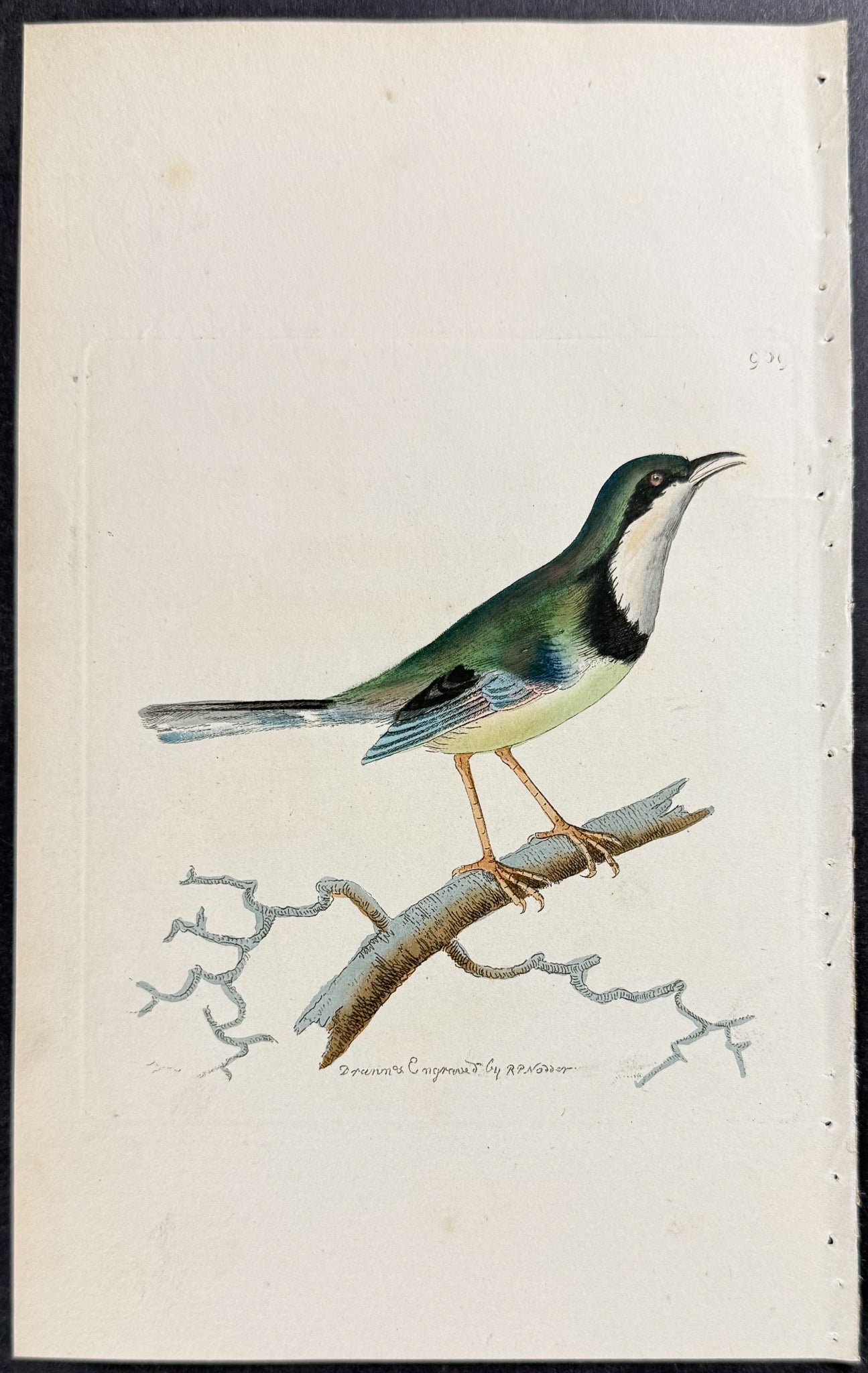 Thoracic Warbler