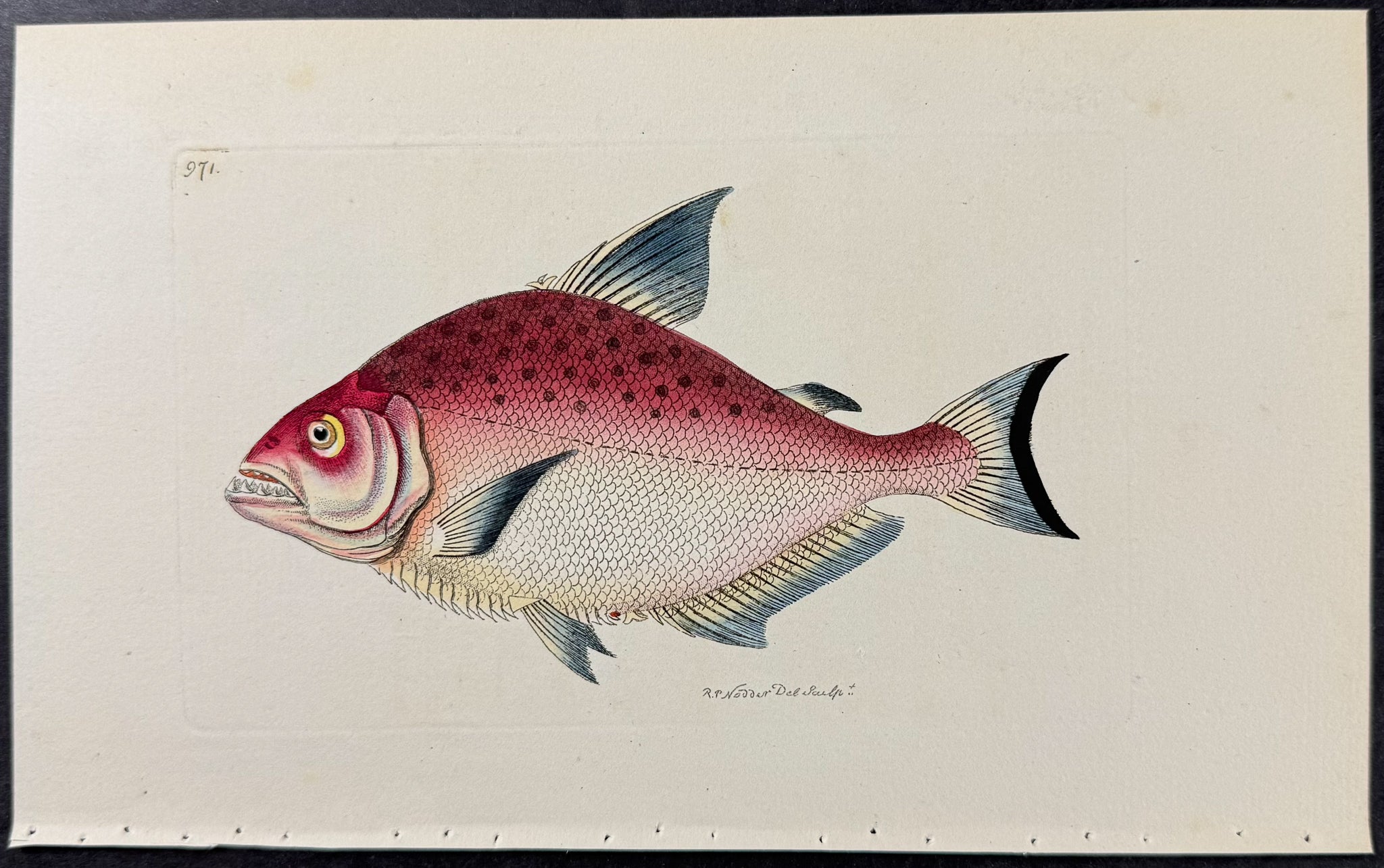 Rhombic Salmon