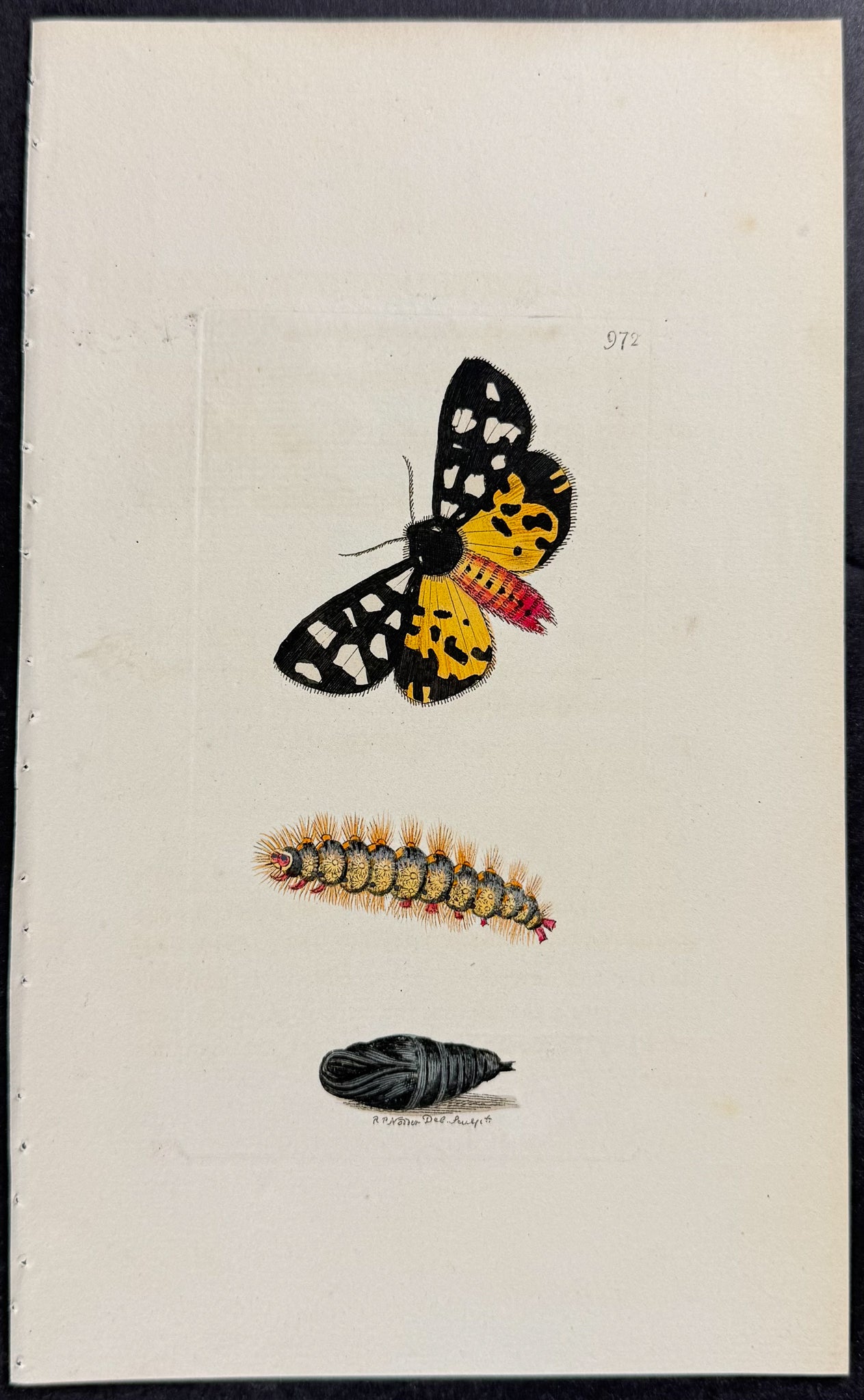 Cream-spotted Tiger Moth