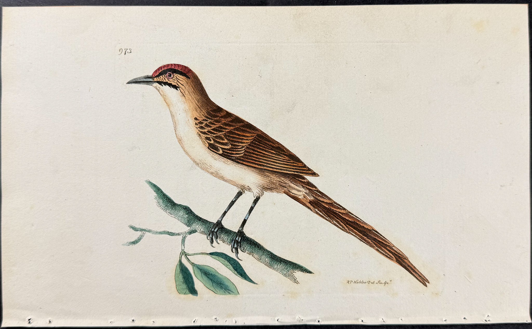 Double-streaked Warbler