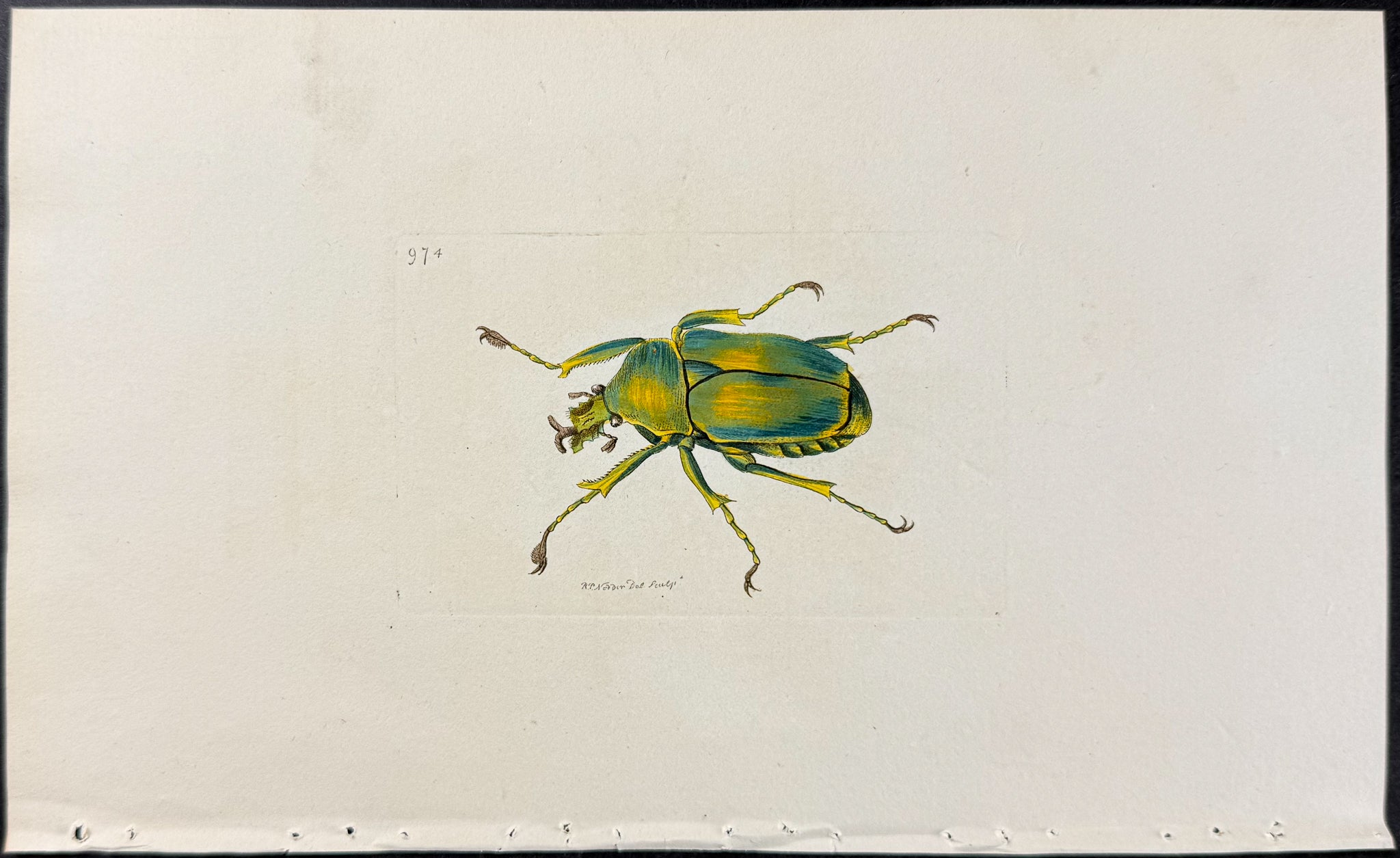 Shining Beetle