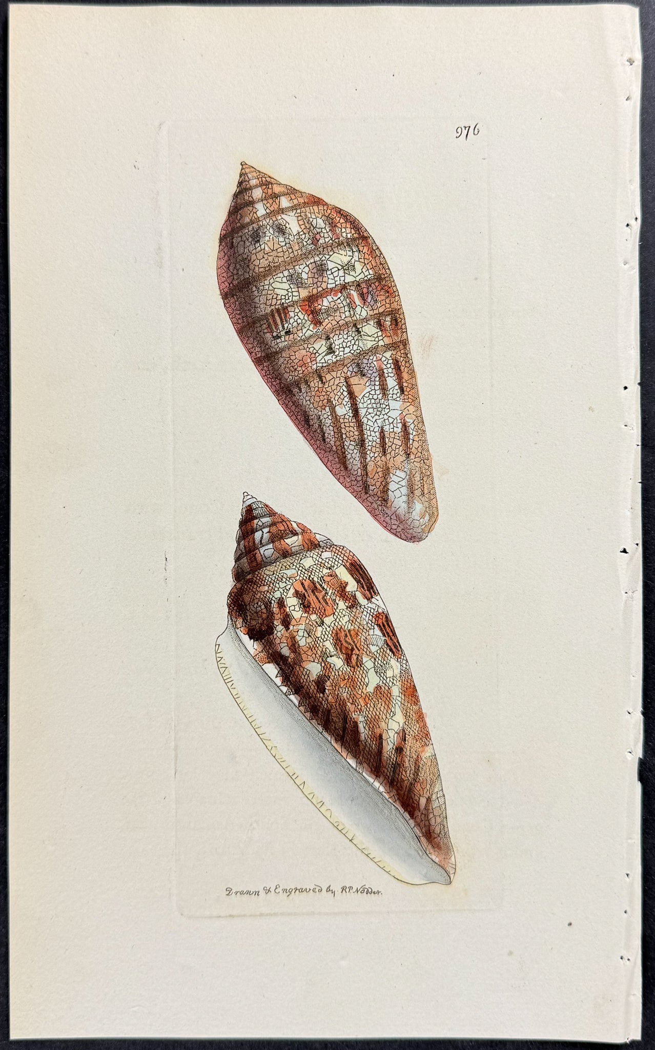 Nonpareil Cone Shell