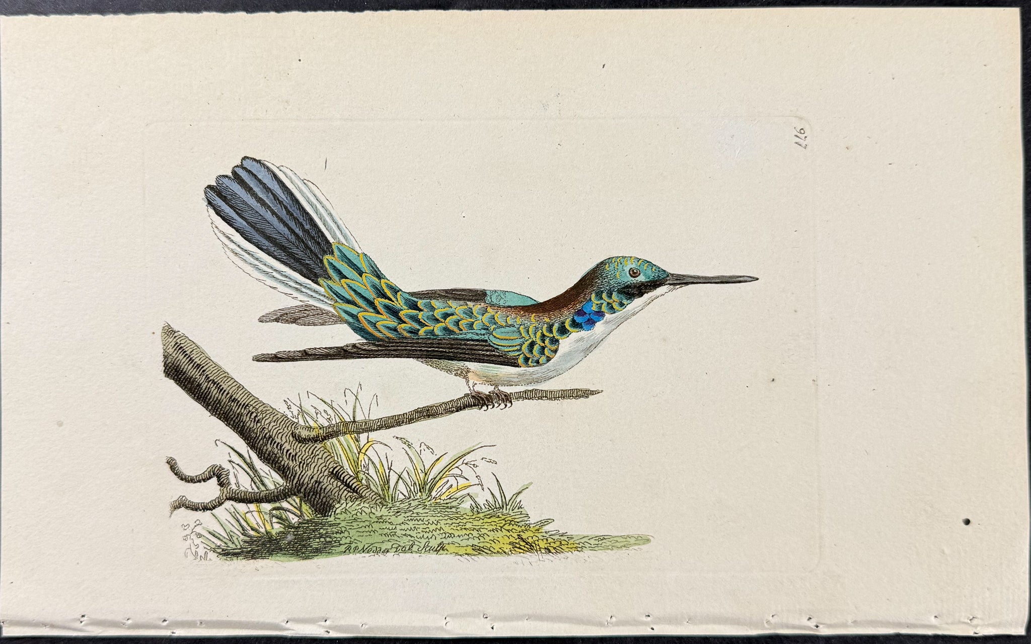 Violet-eared Hummingbird