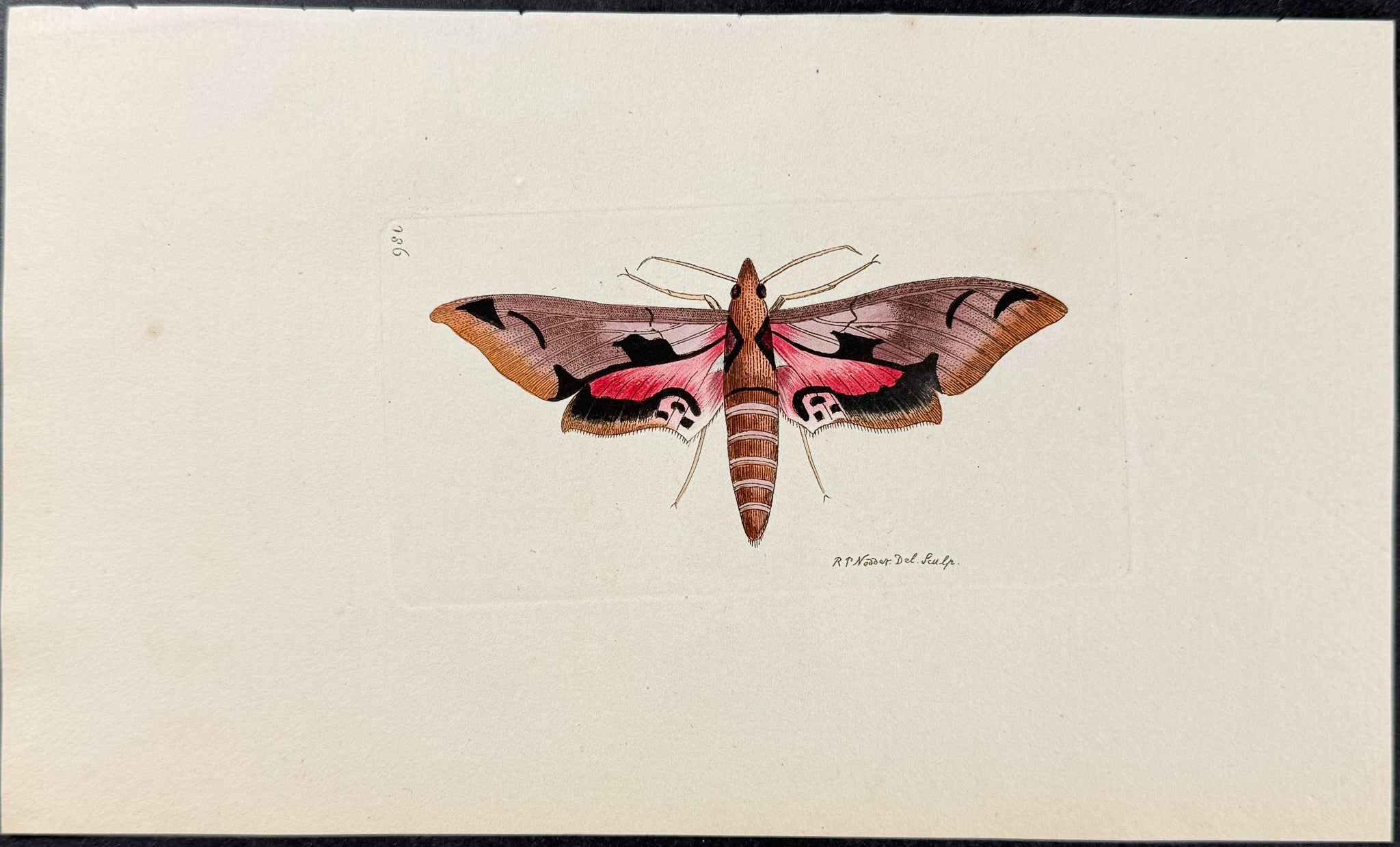 Sphinx Crantor Moth