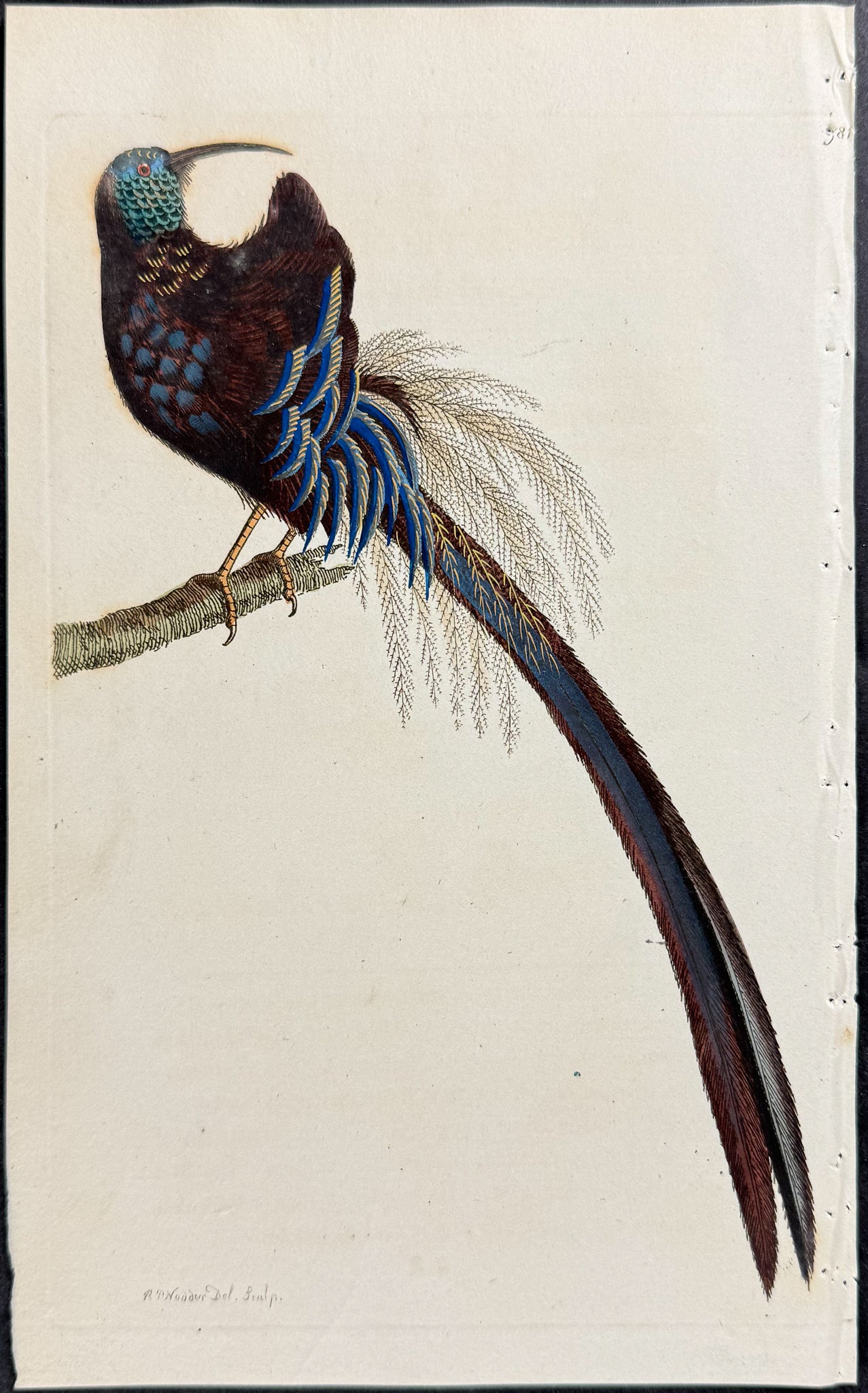 Superb Promerops