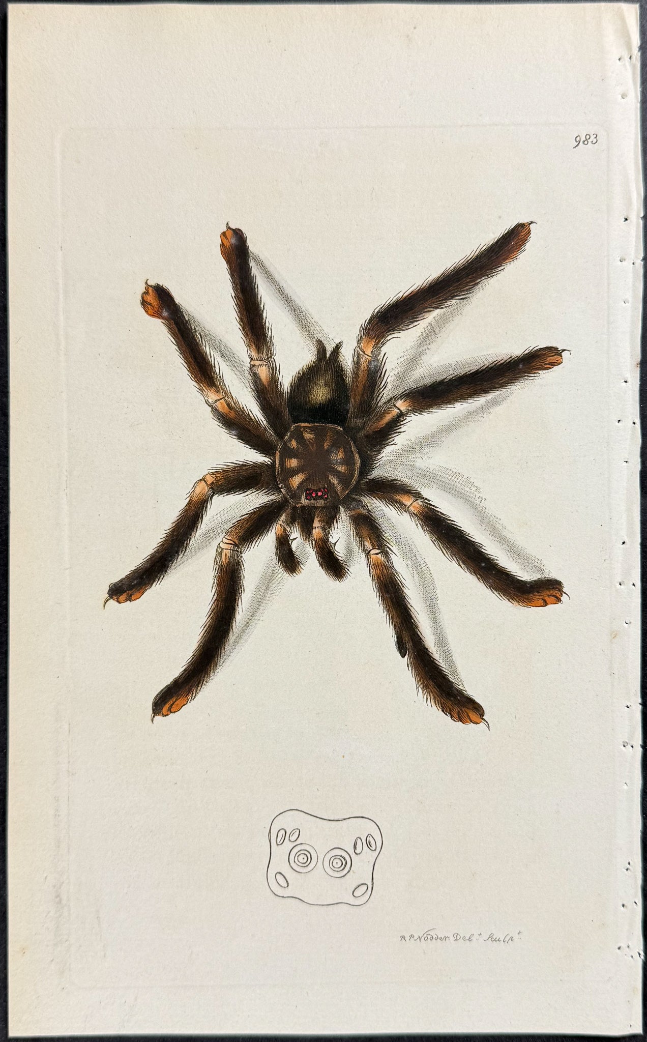 Western Spider