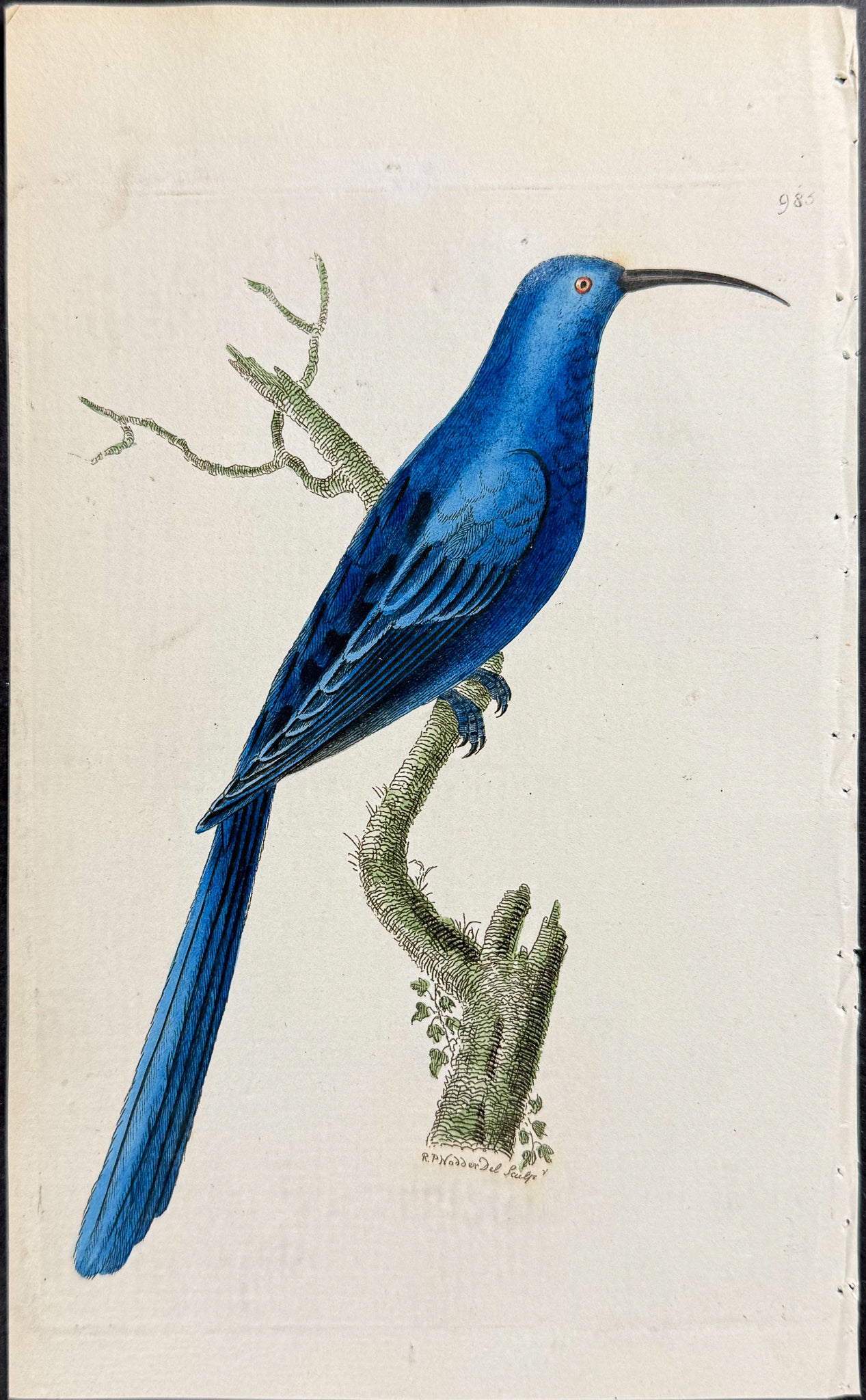 Blue Promerops