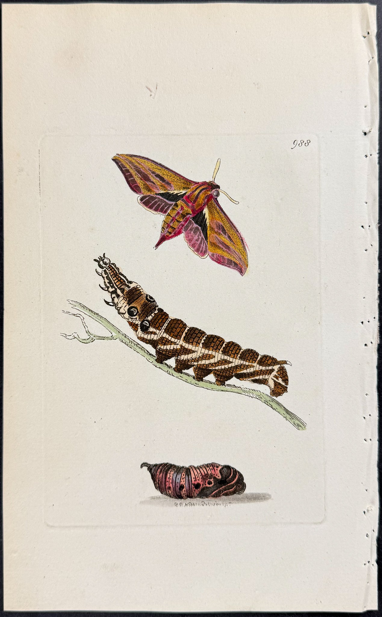 Sphinx Elpenor Moth