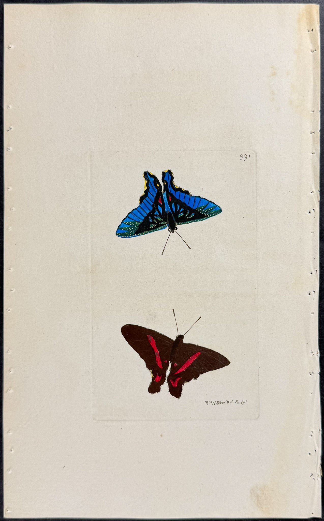 Papilio Pyretus Butterfly