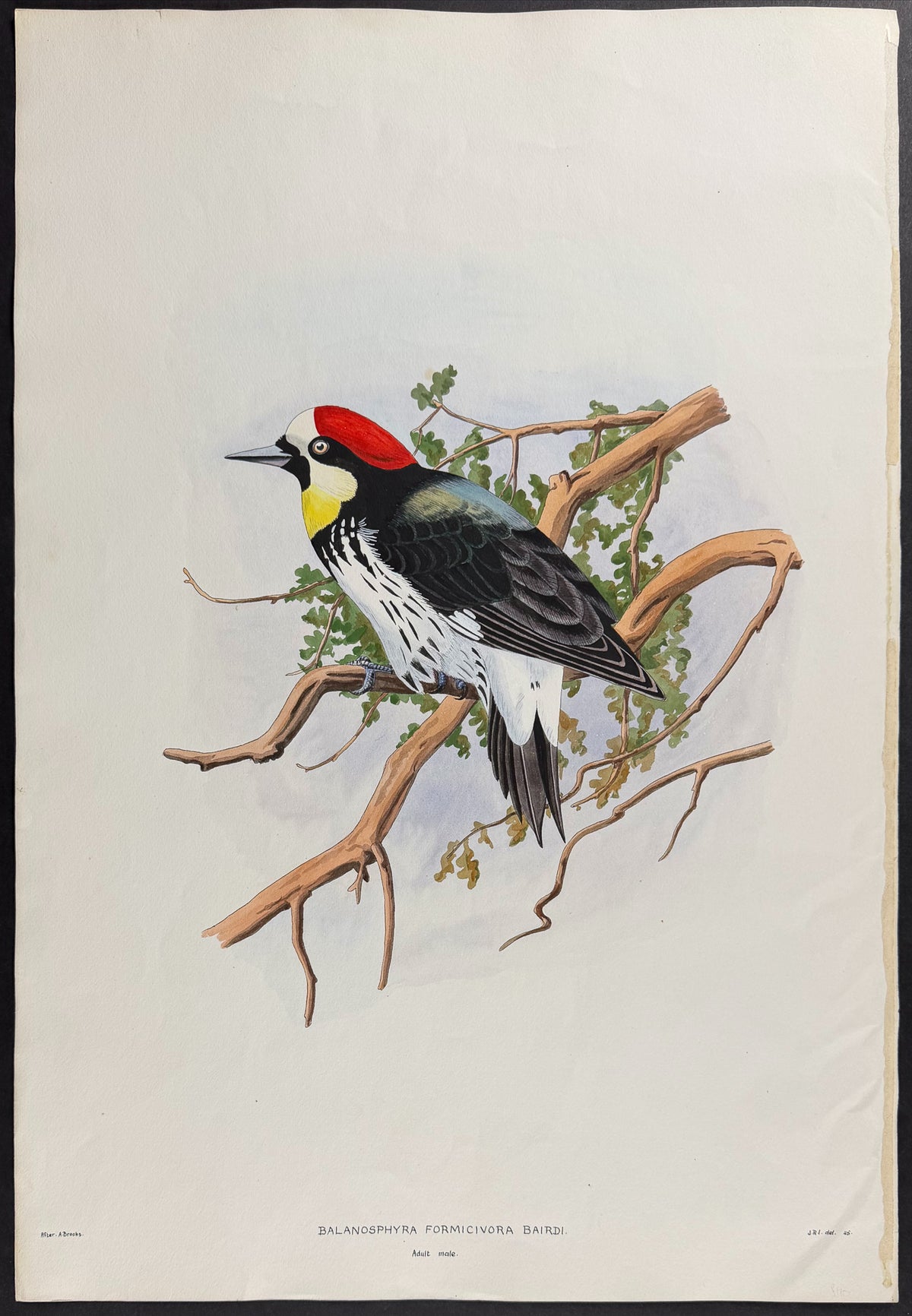 California Woodpecker