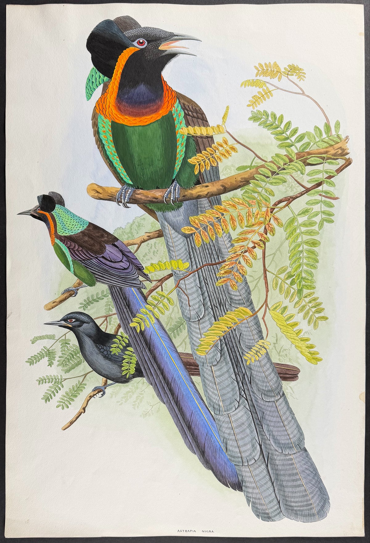 Arfak Astrapia