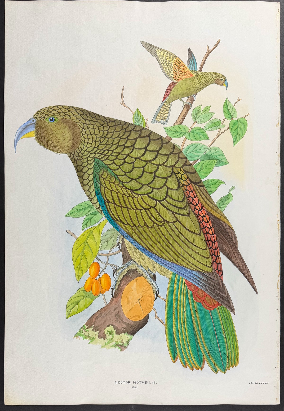 Kea