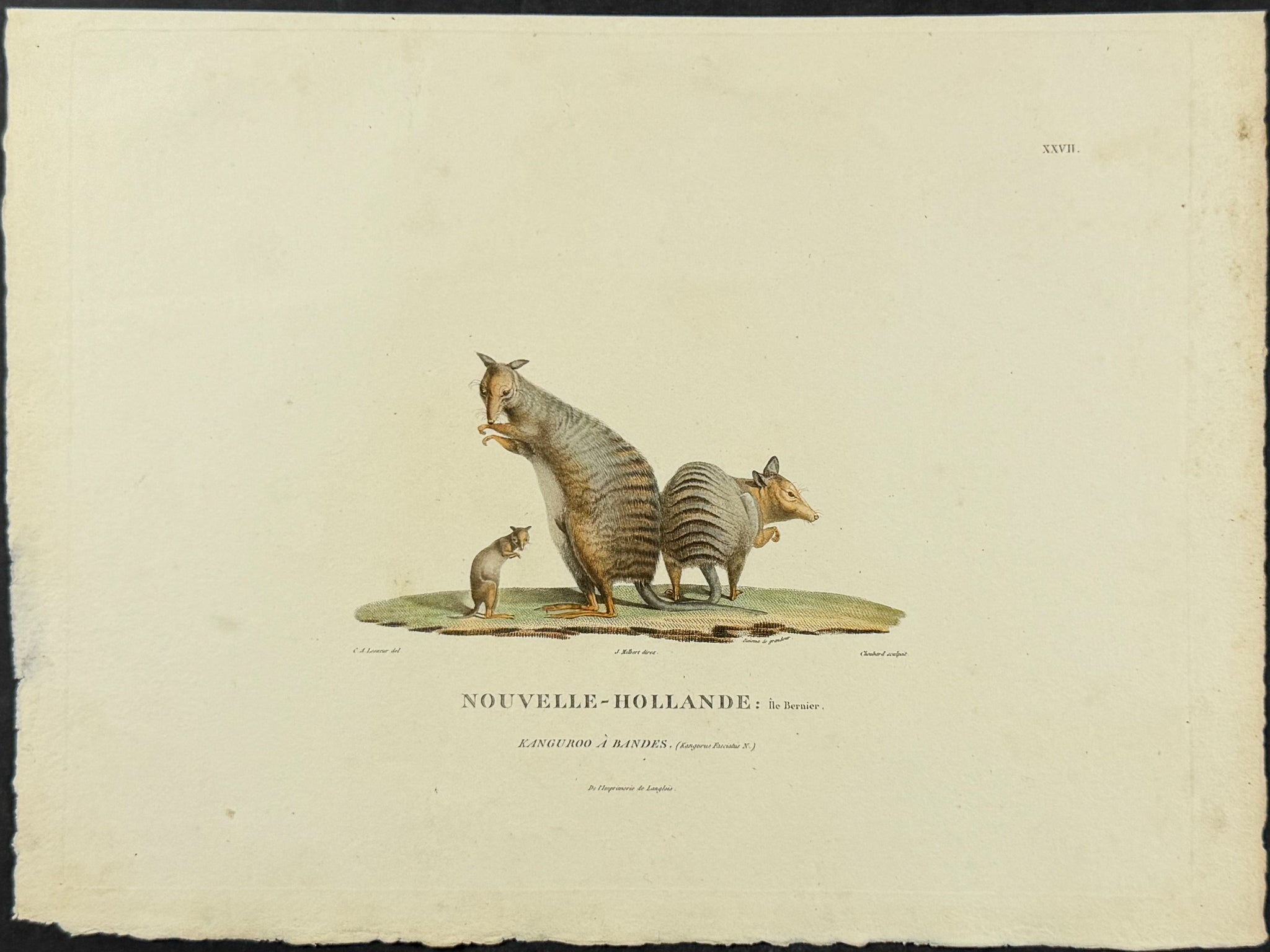 Kangaroo (Kanguroo a Bandes)