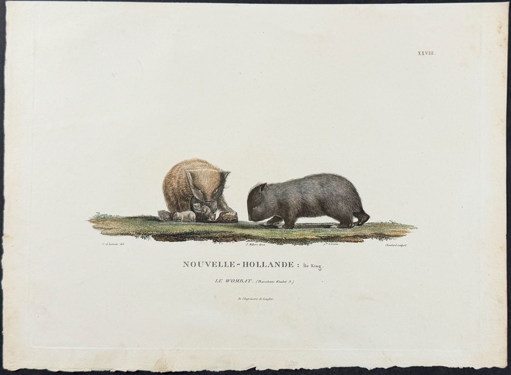 Wombat