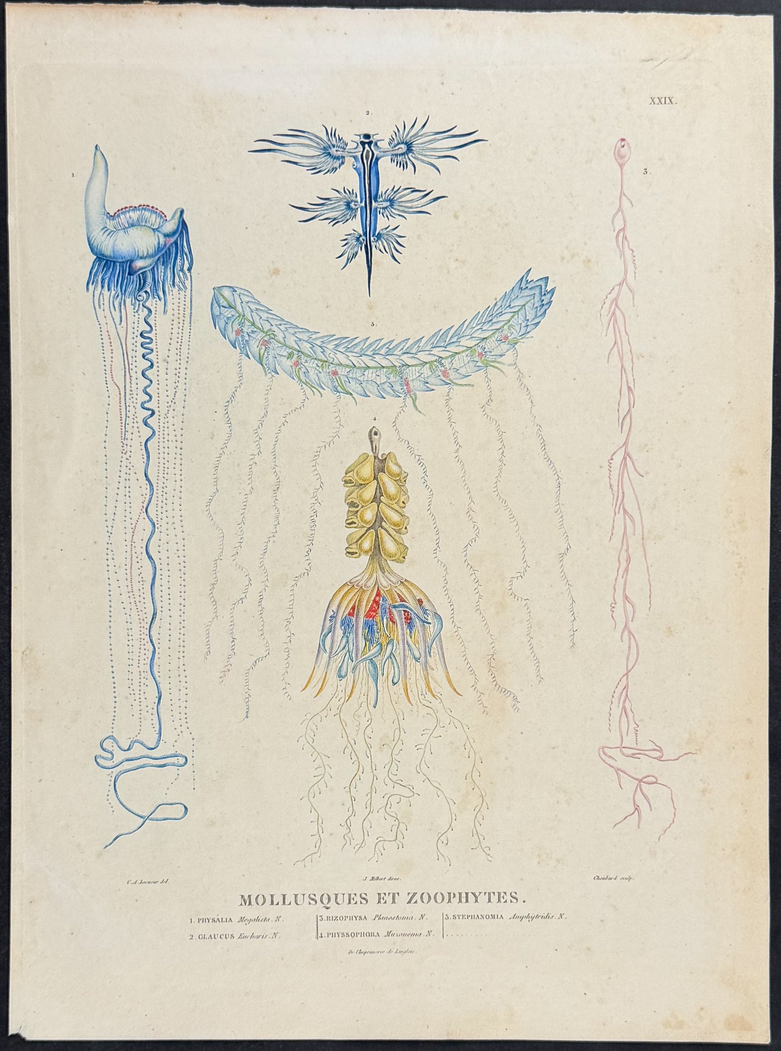 Jellyfish (Mollusques et Zoophytes)