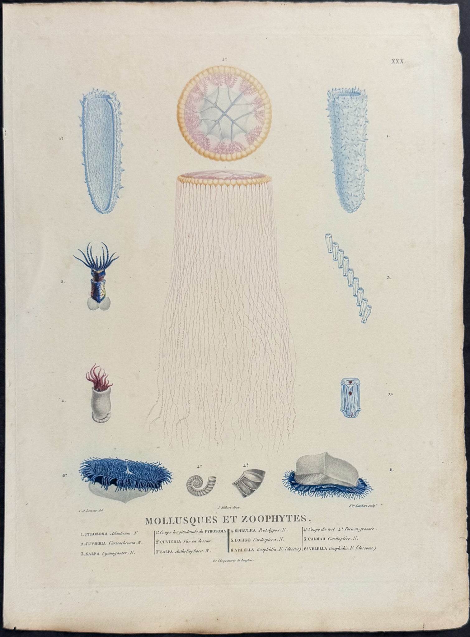 Jellyfish (Mollusques et Zoophytes)