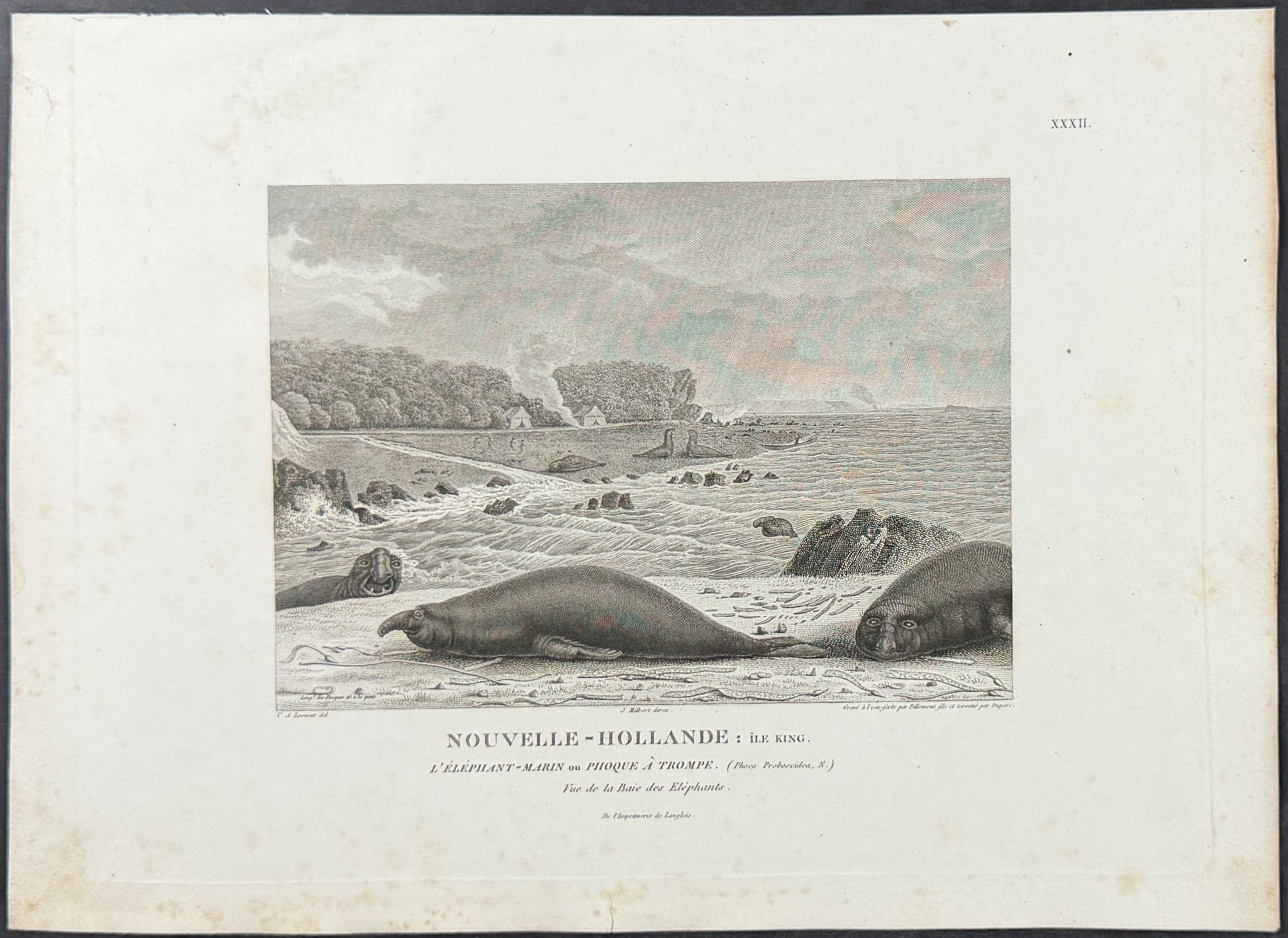 Elephant Seals