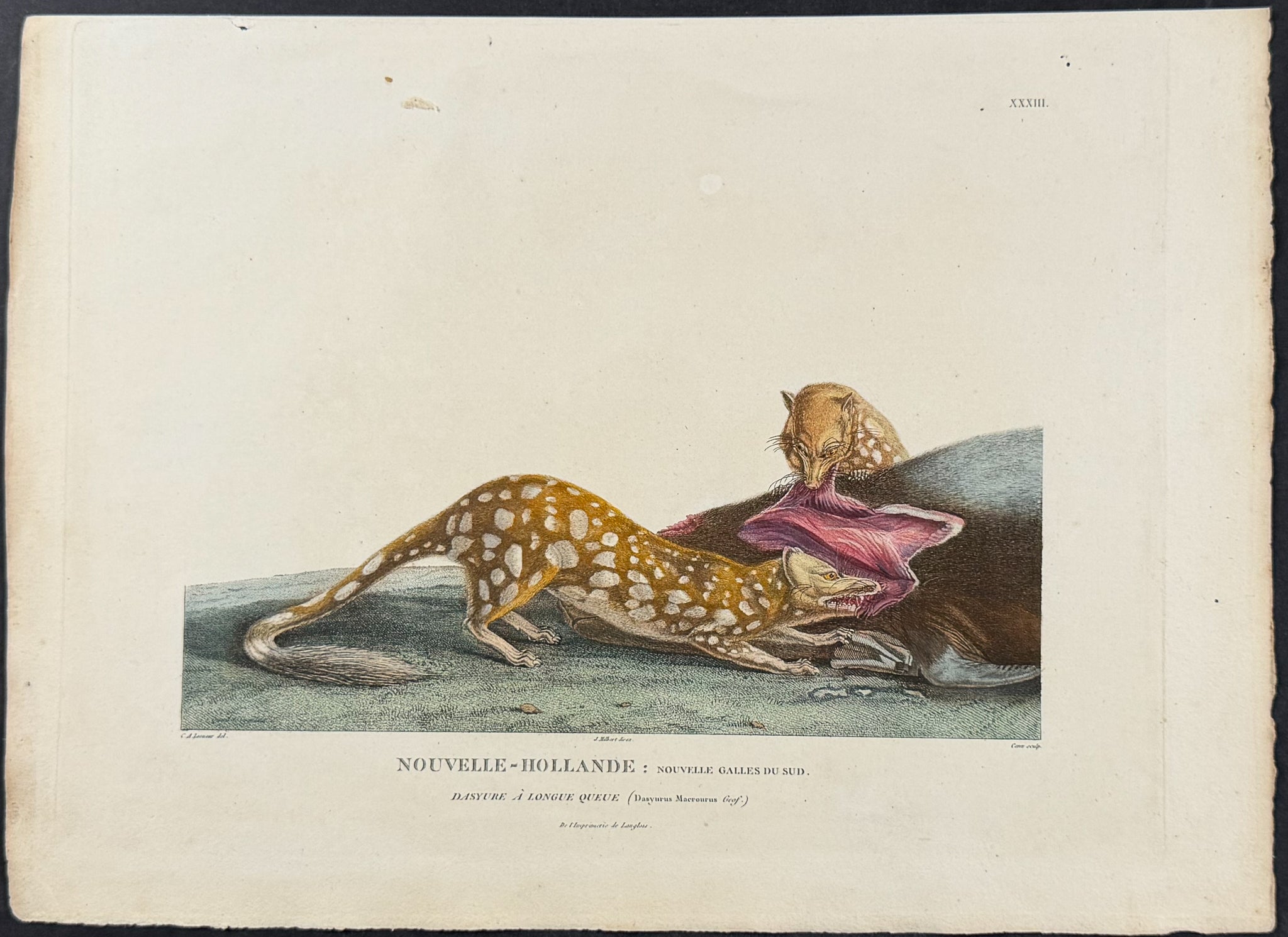 Tiger Quoll