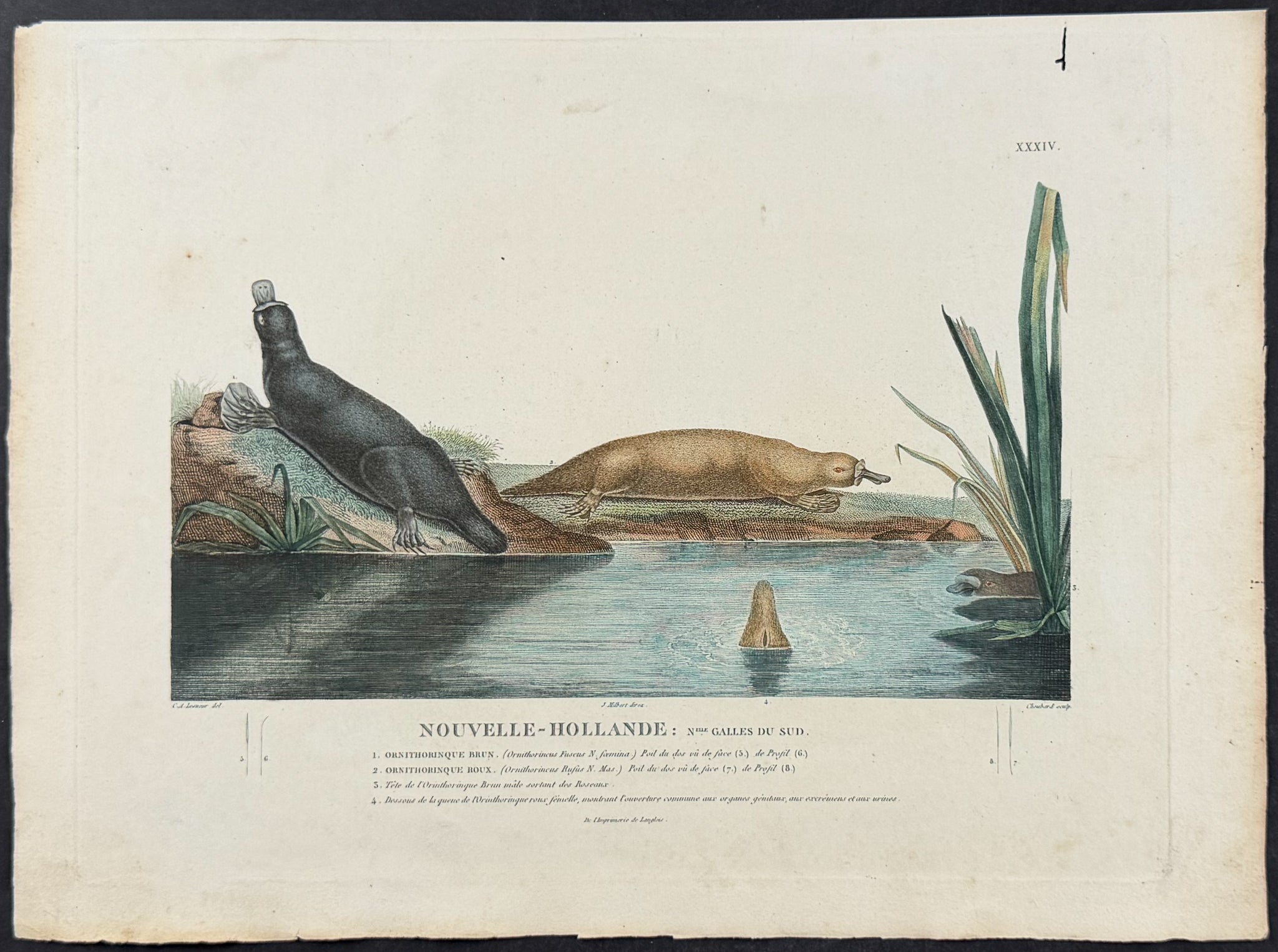 Platypus