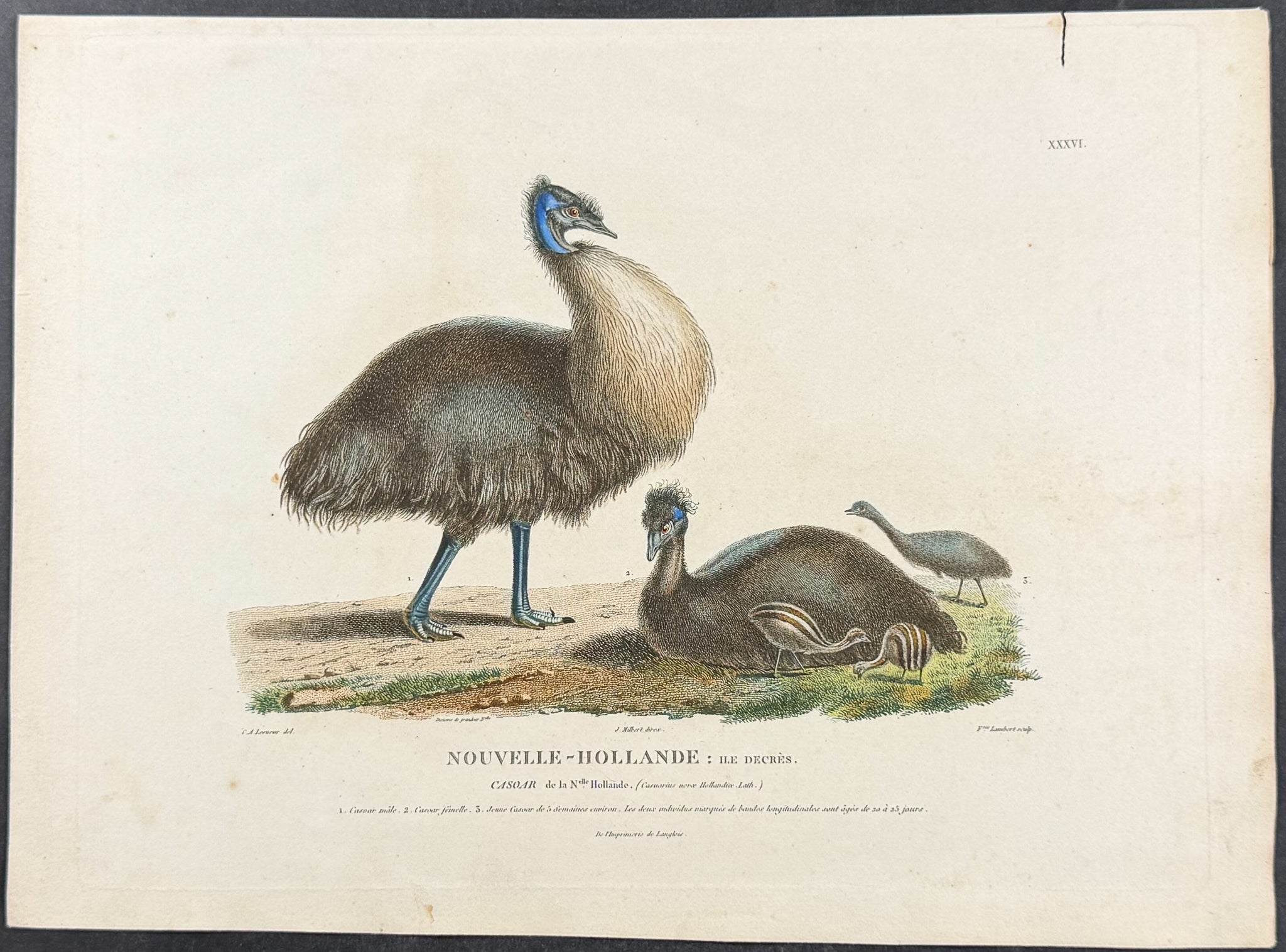 Cassowary
