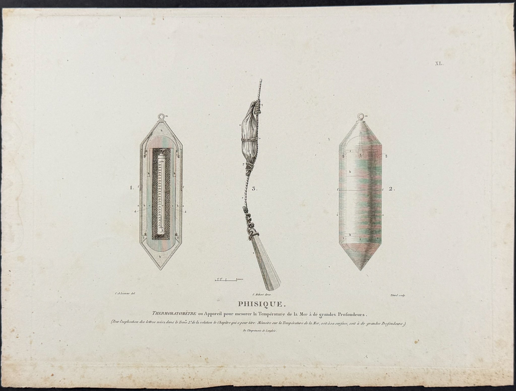 Tails of Lyre Bird