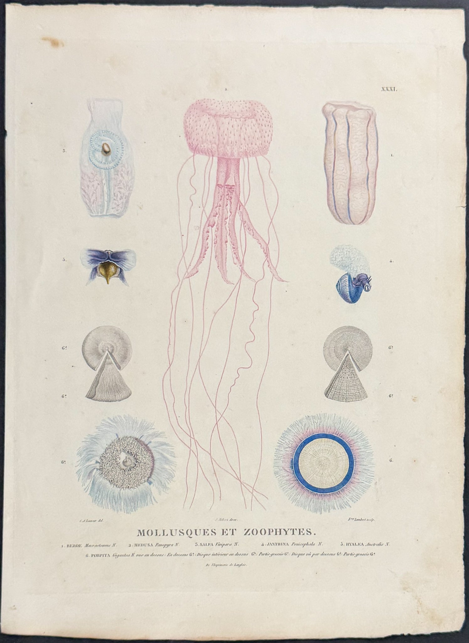 Jellyfish (Mollusques et Zoophytes)