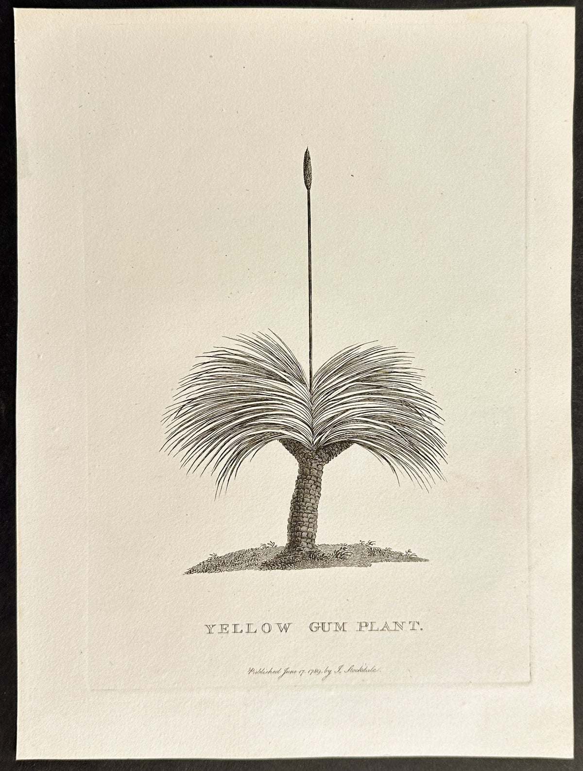 Yellow Gum Plant