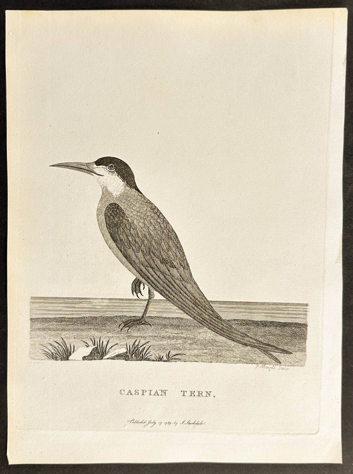 Caspian Tern