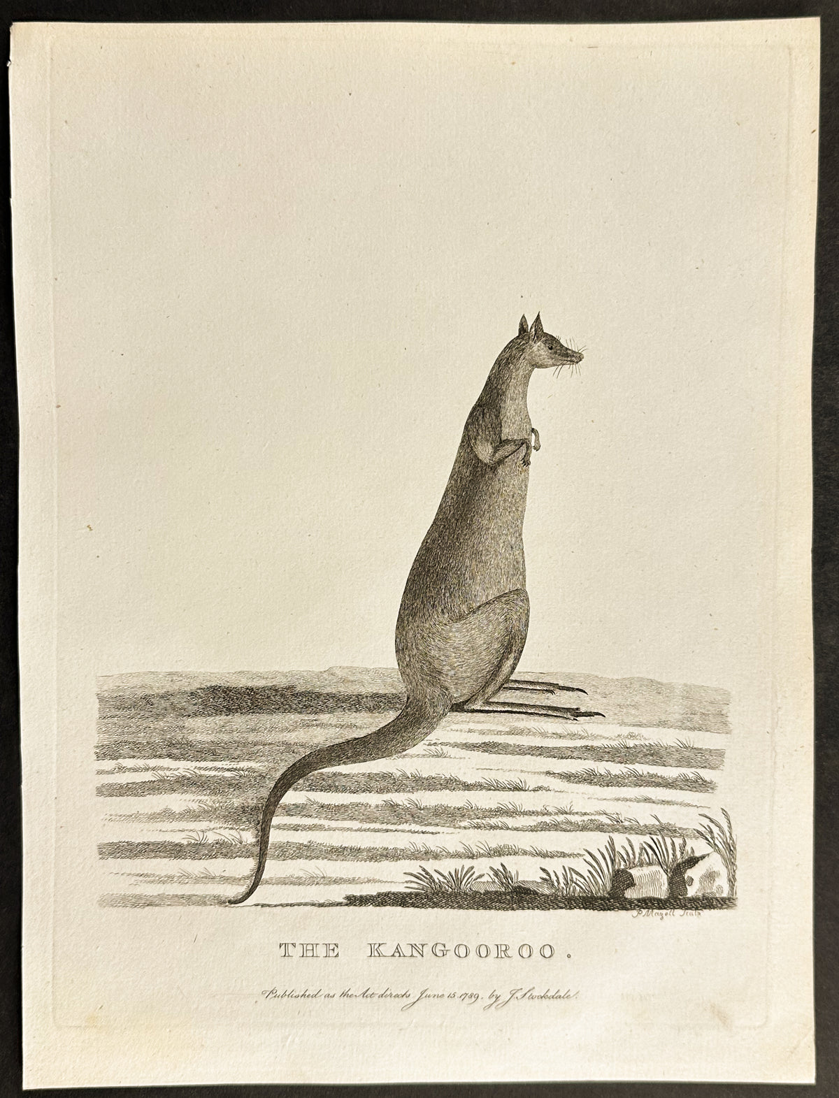 The Kangaroo