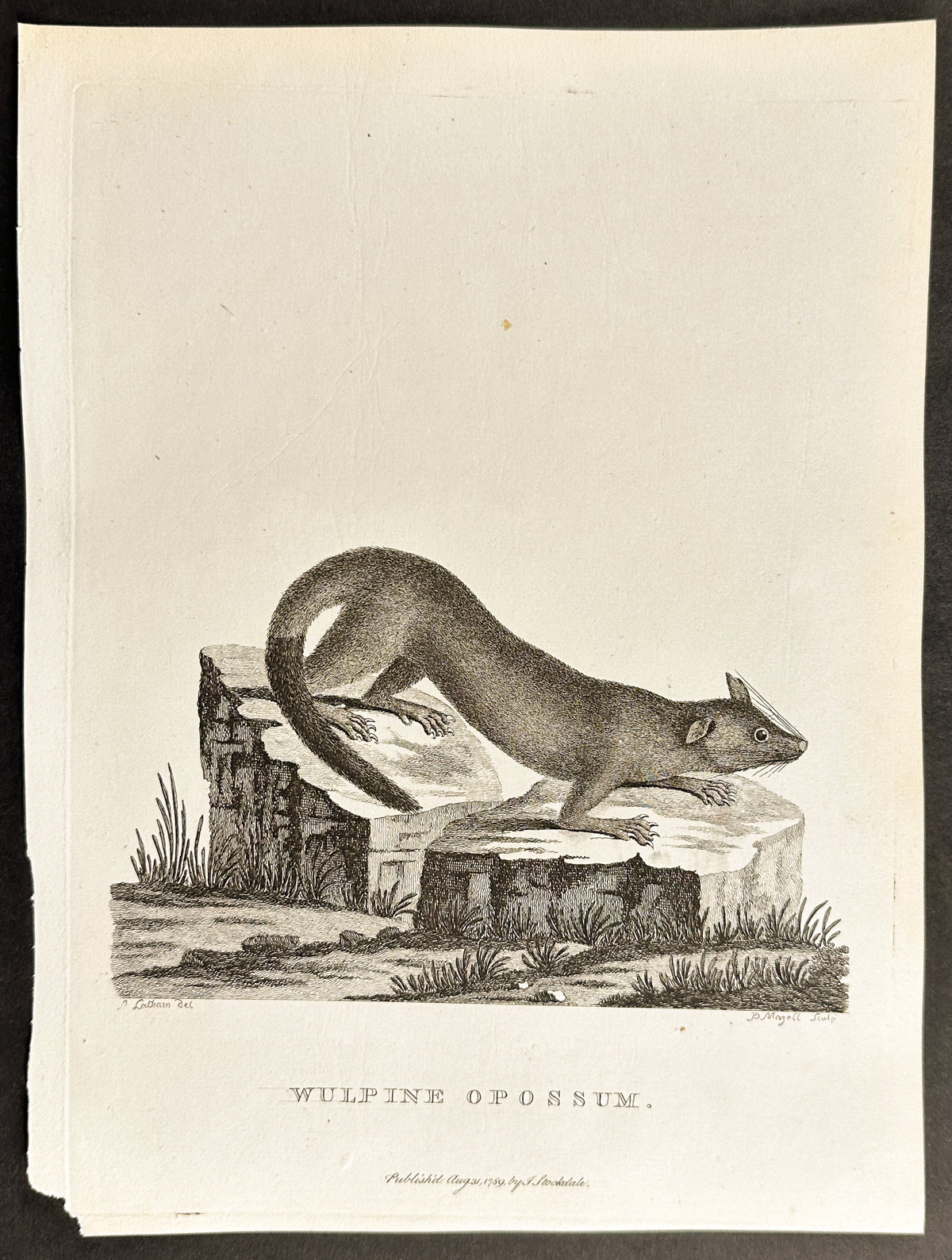 Wulpine Opossum