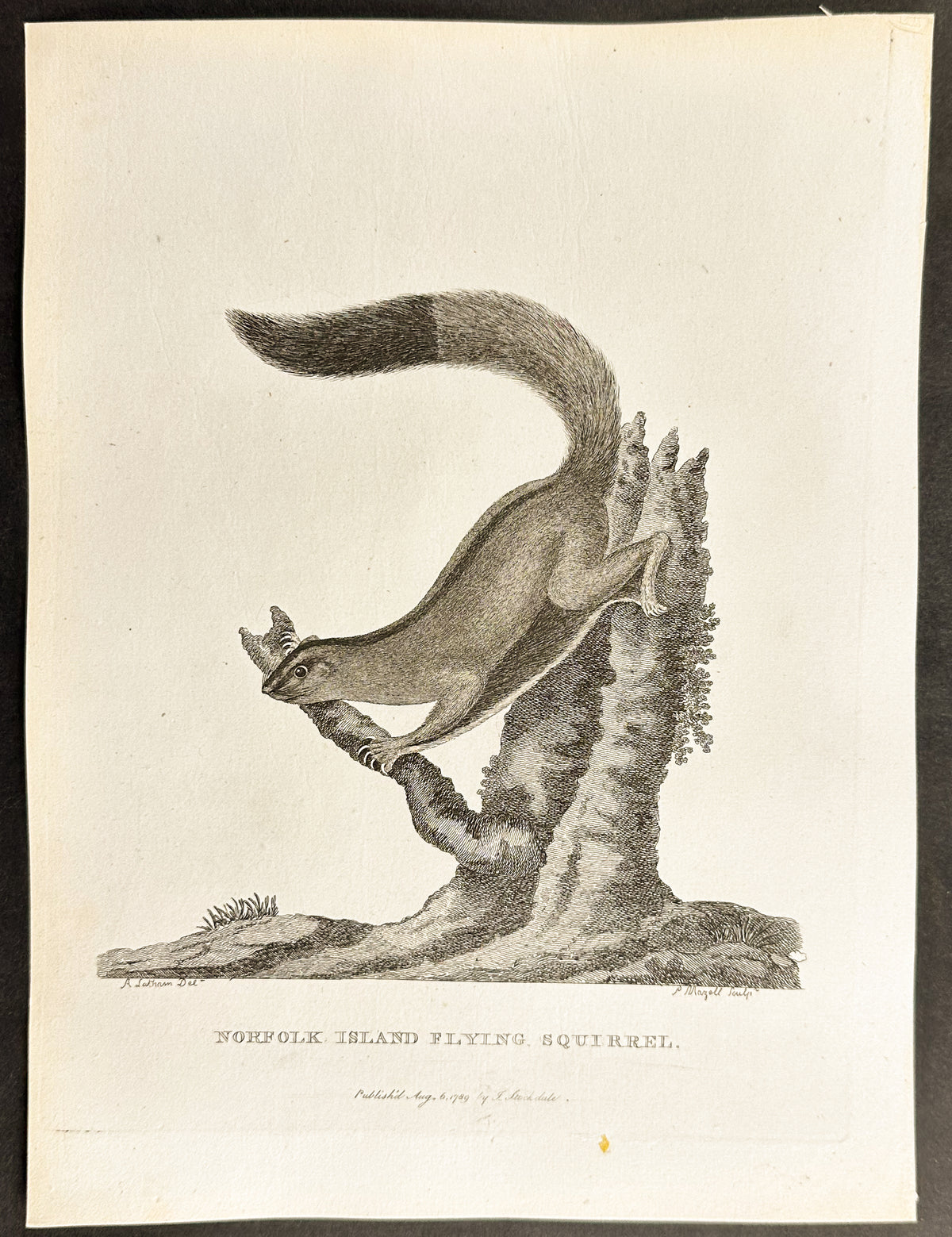 Norfolk Island Flying Squirrel