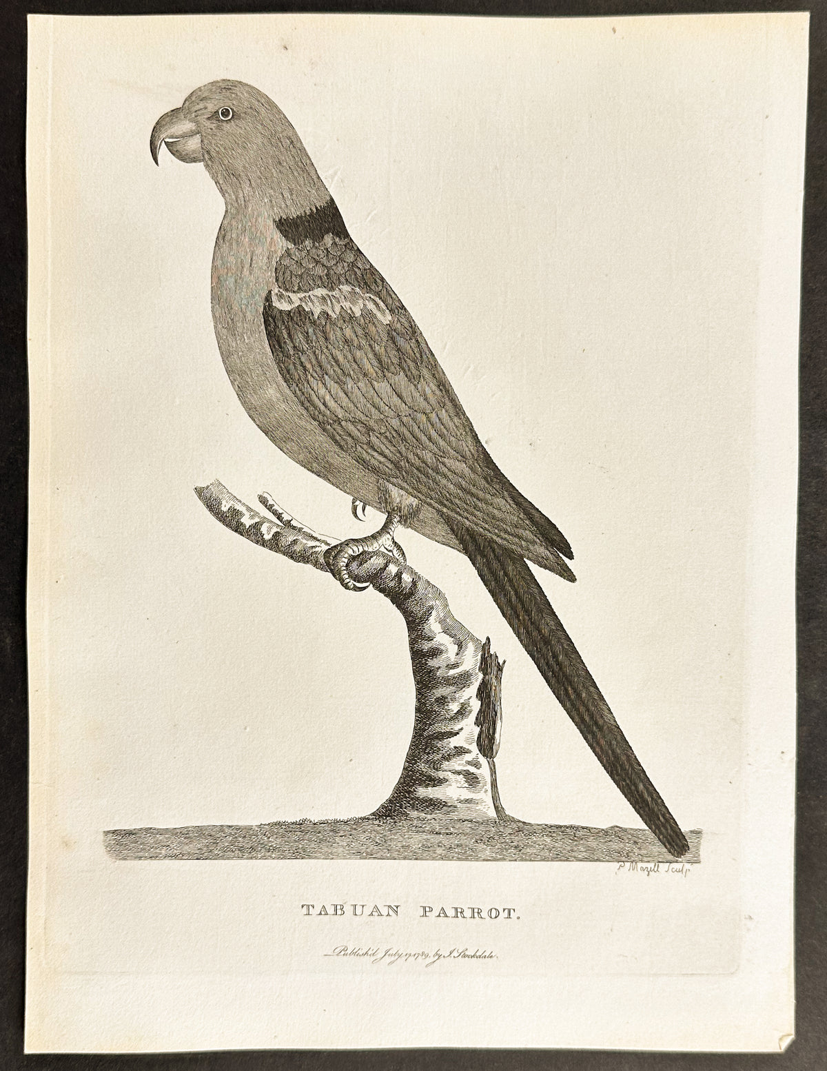 Tabuan Parrot