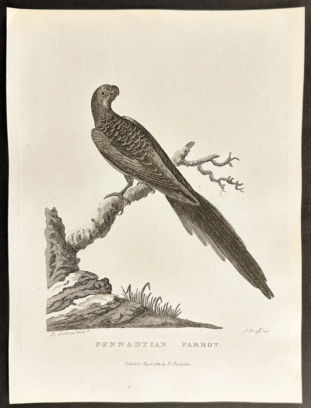 Pennatian Parrot