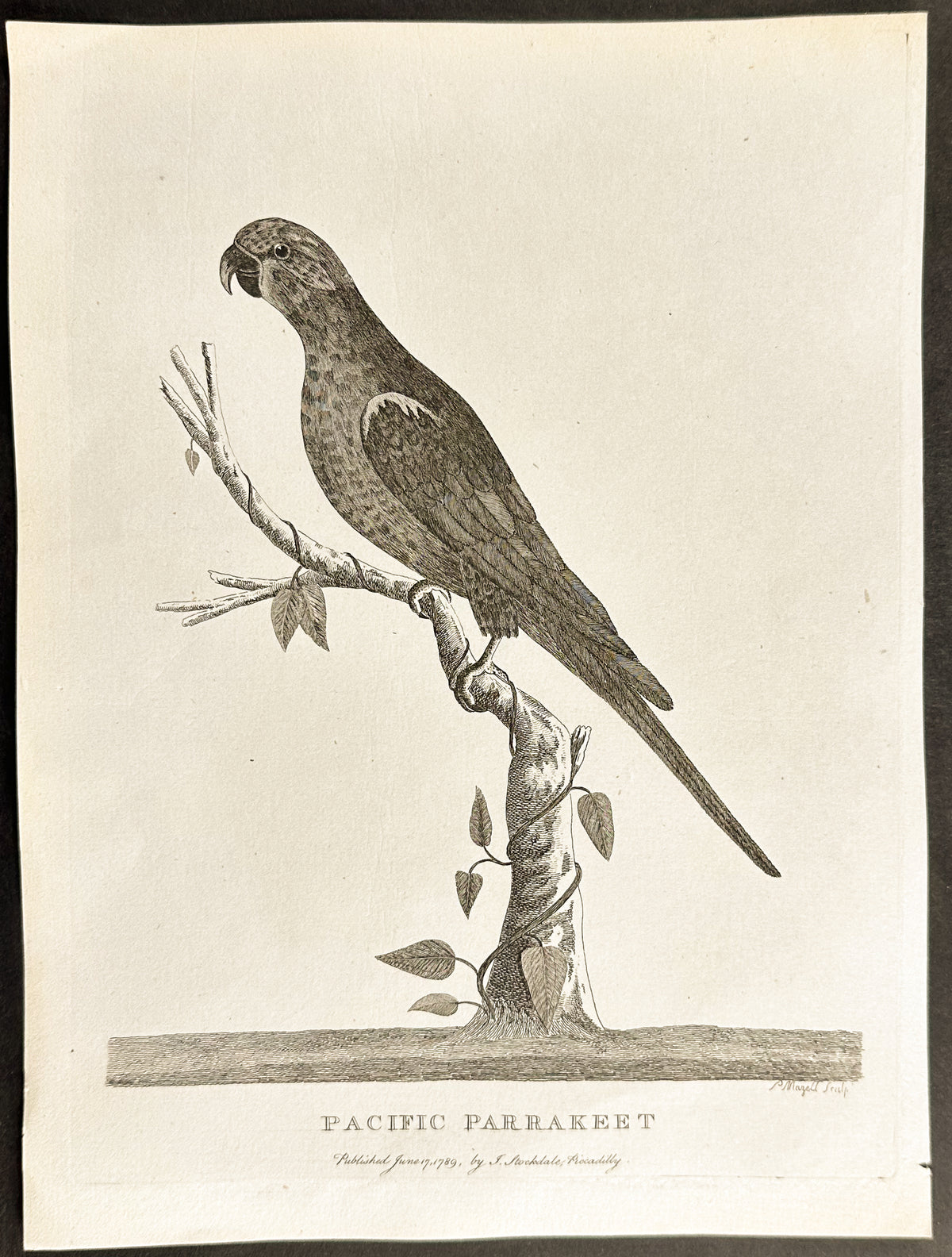 Pacific Parakeet