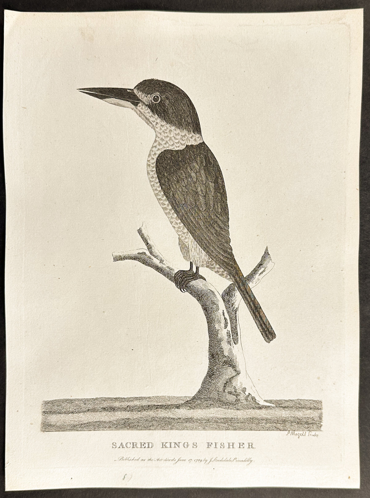 Sacred Kings Fisher