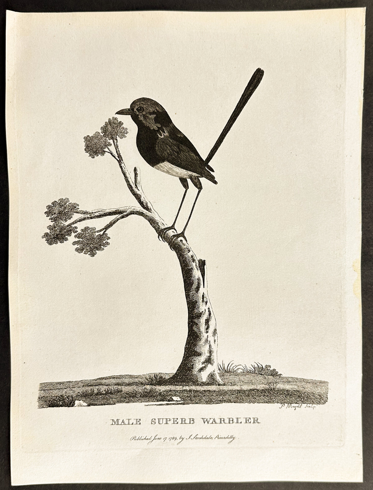 Male Superb Warbler