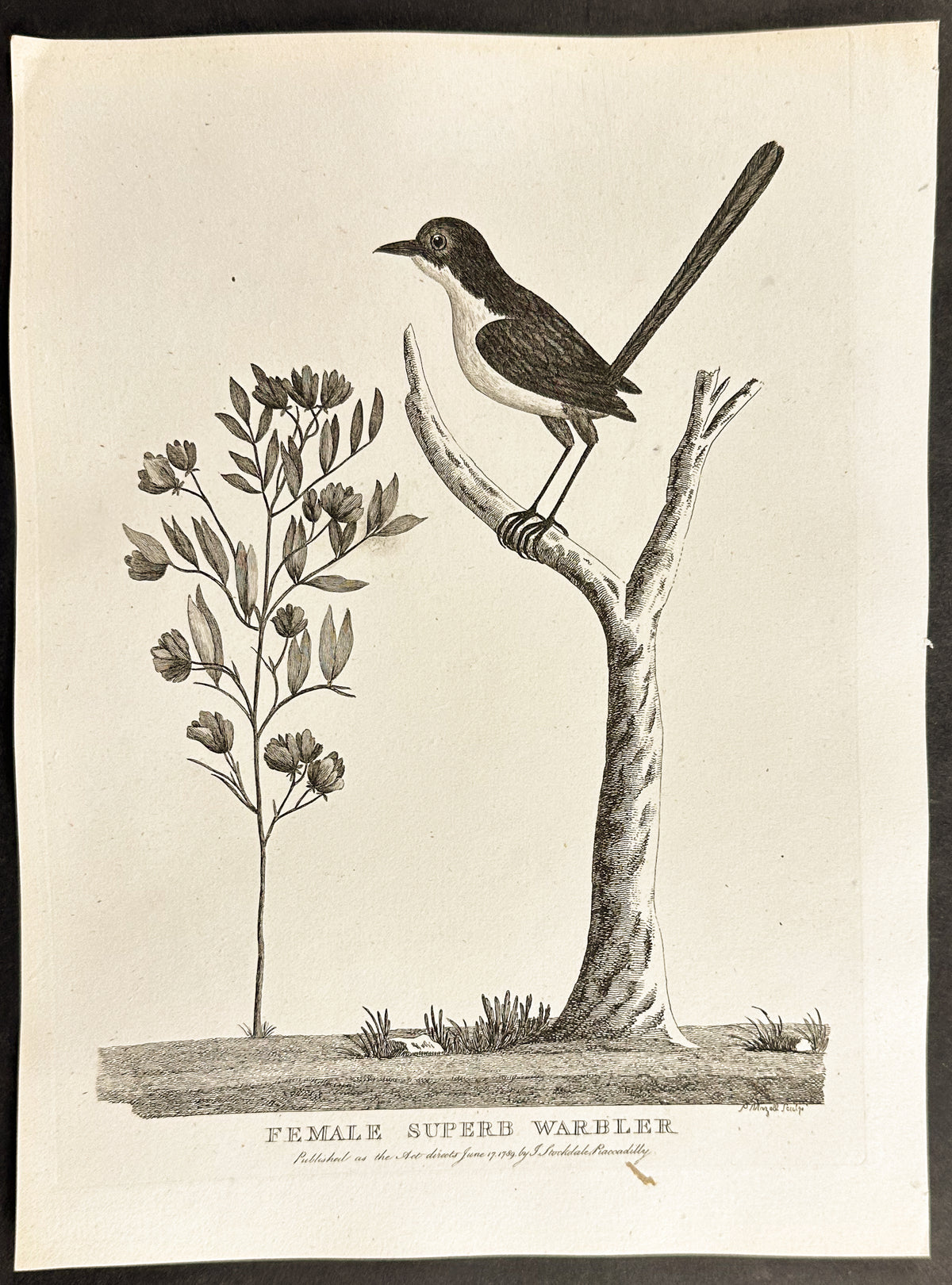 Female Superb Warbler