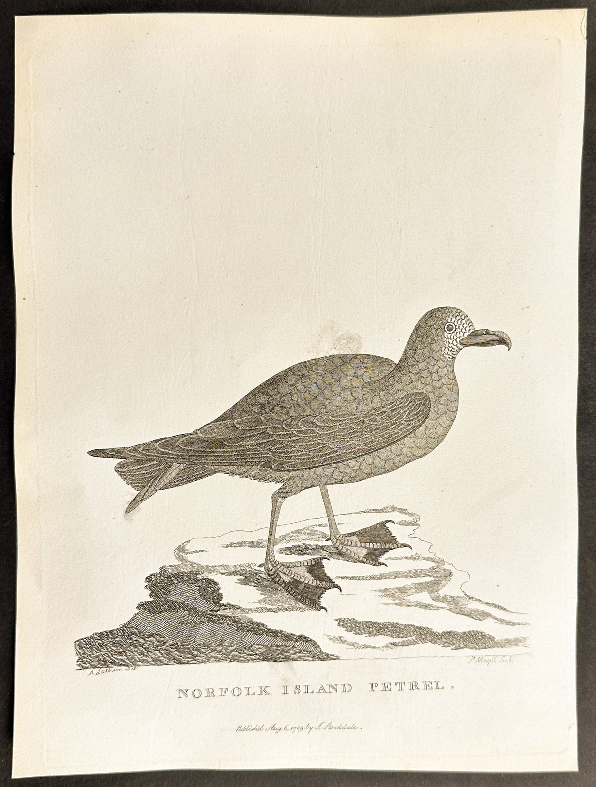 Norfolk Island Petrel