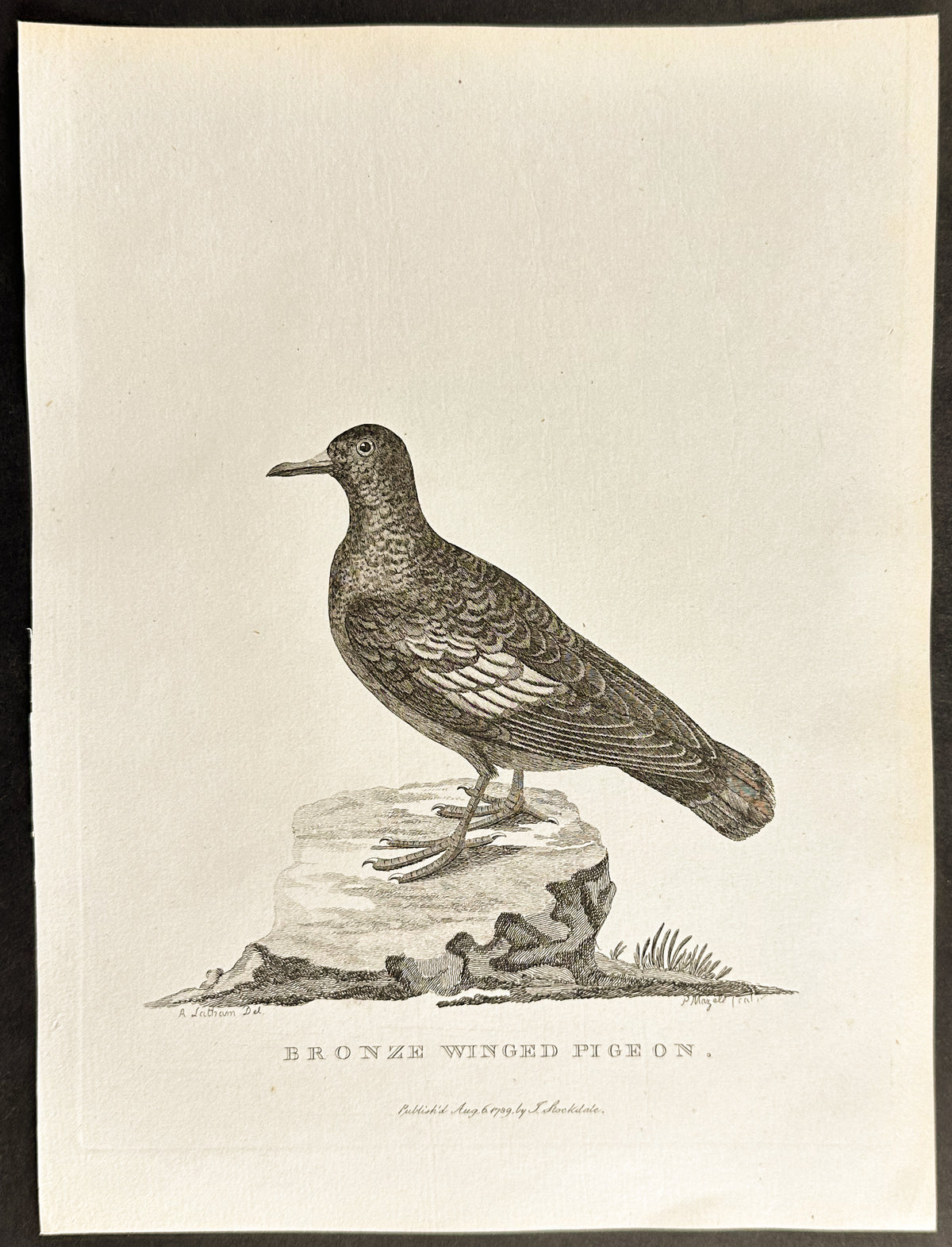 Bronze Winged Pigeon