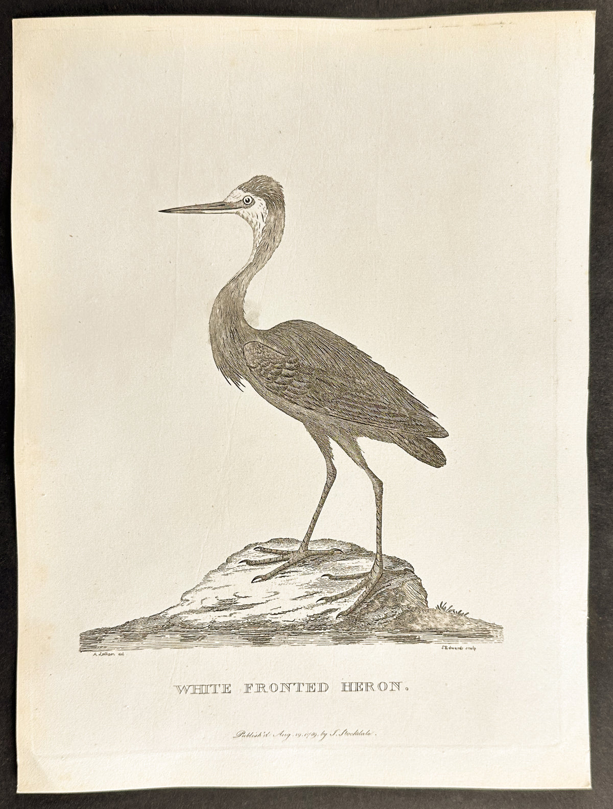 White Fronted Heron