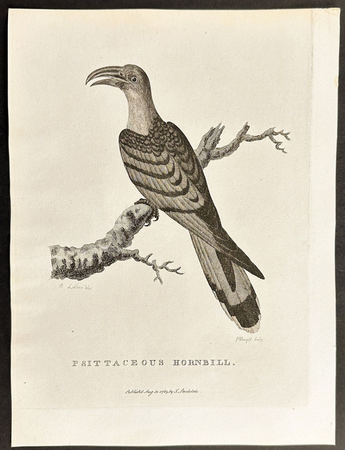 Psittaceous Hornbill