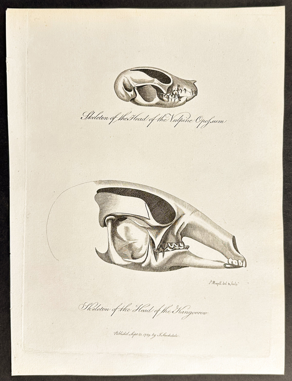 Marsupian Skulls
