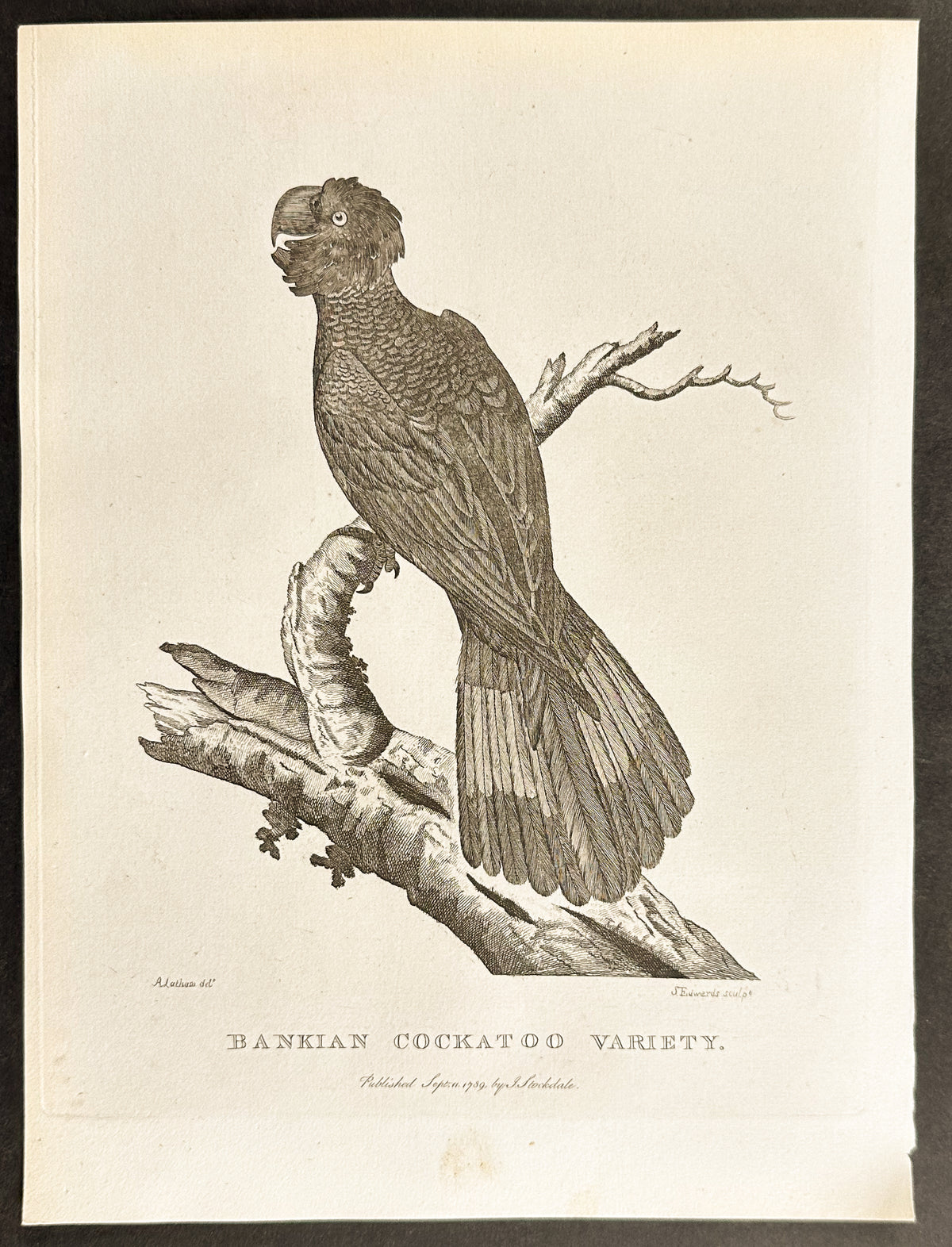 Bankian Cockatoo Variety