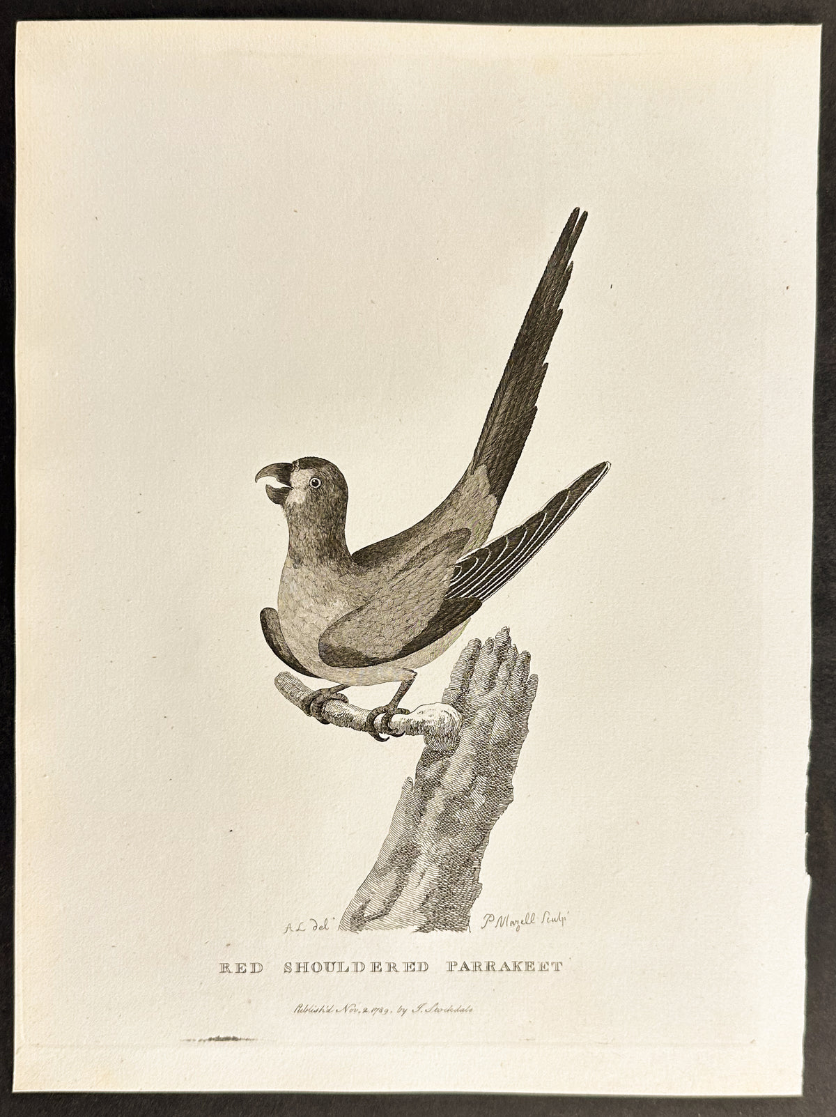 Red Shouldered Parrakeet