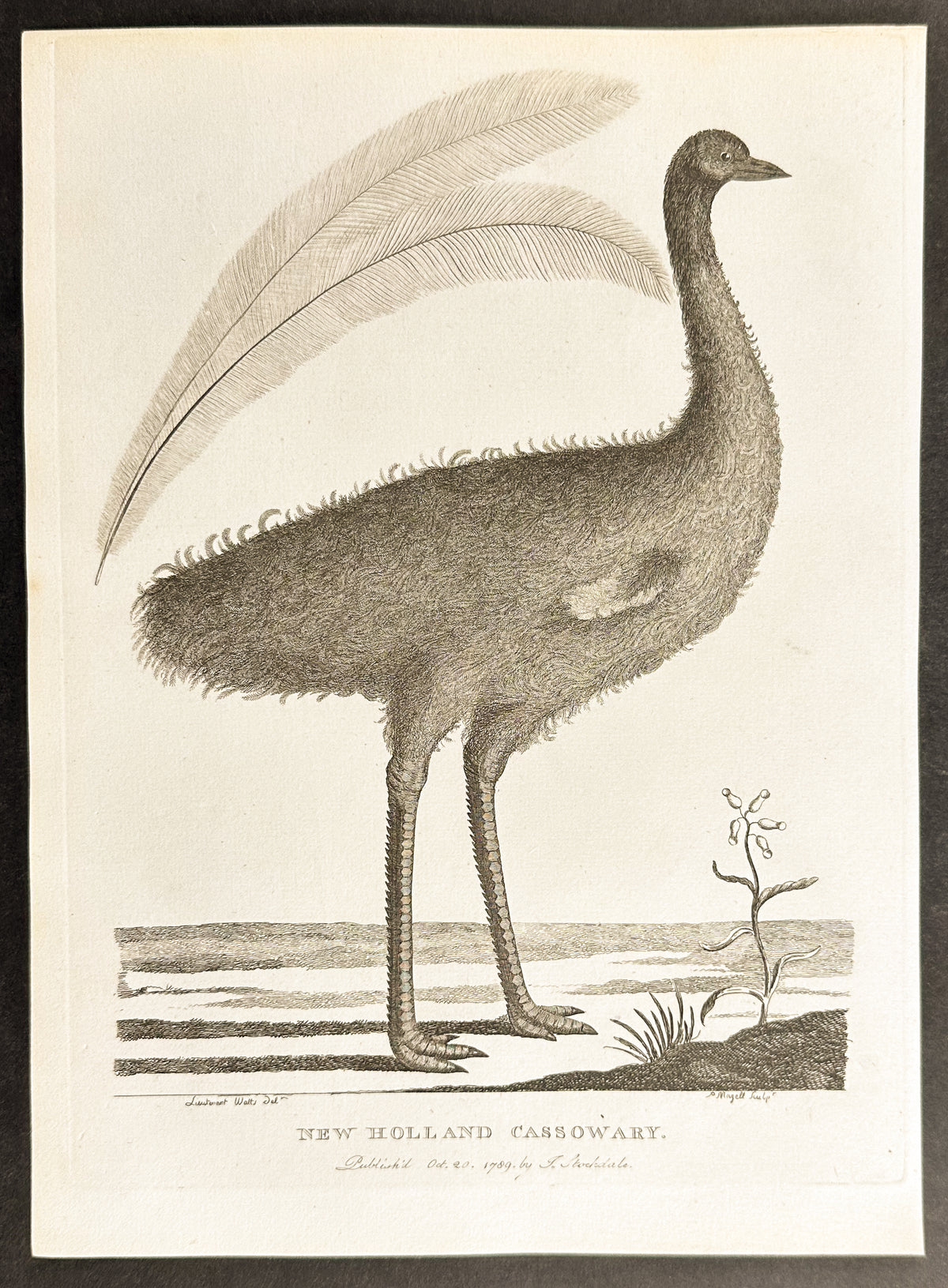 New Holland Cassowary