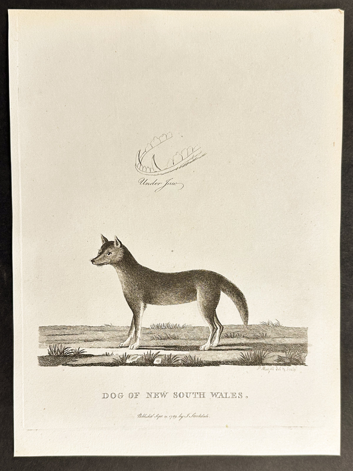 Dog of New South Wales
