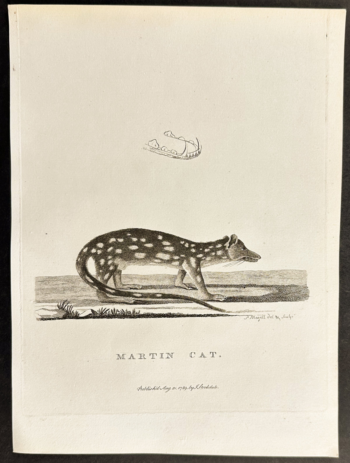 Martin Cat