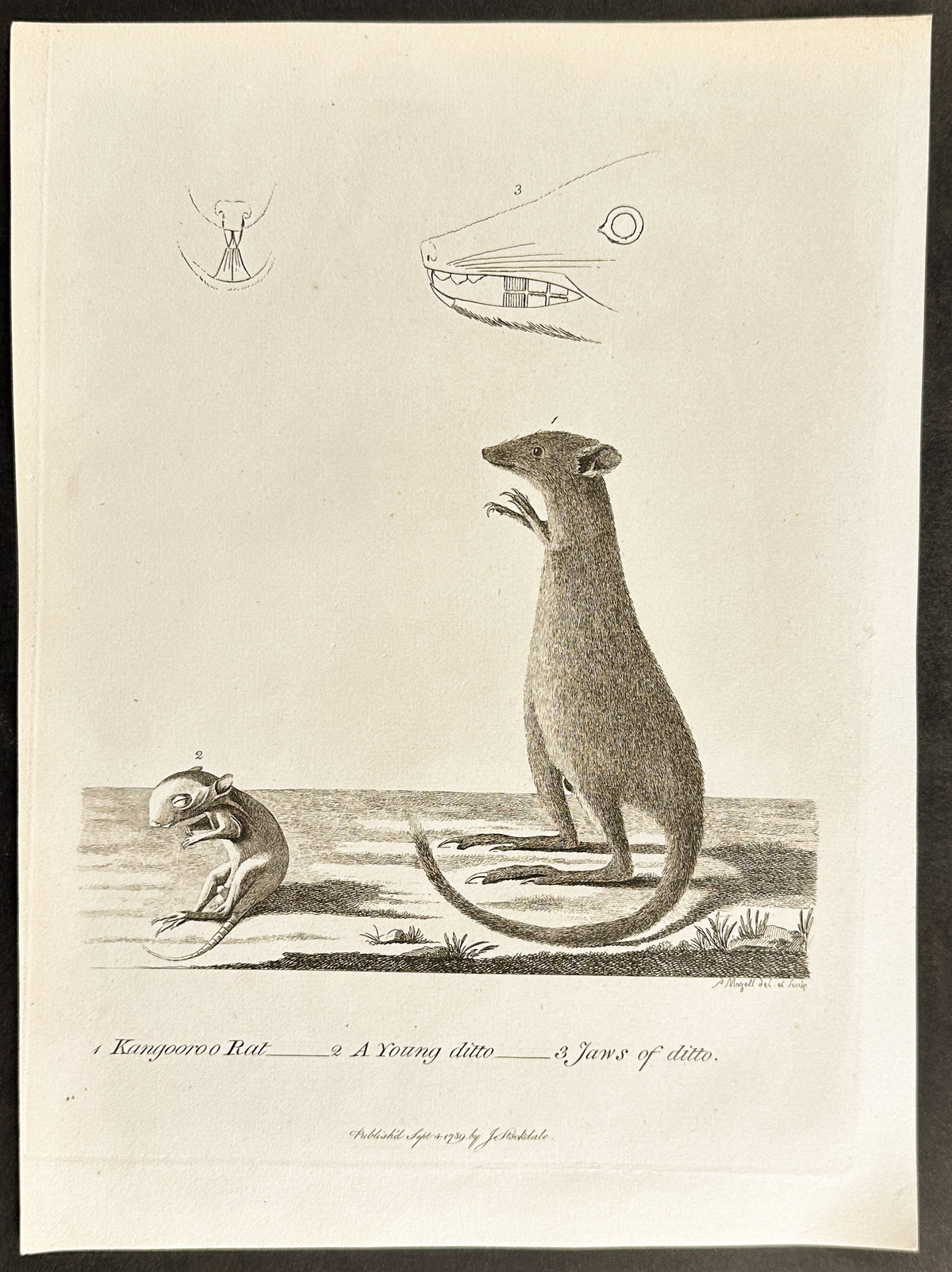 Kangaroo Rat and Young