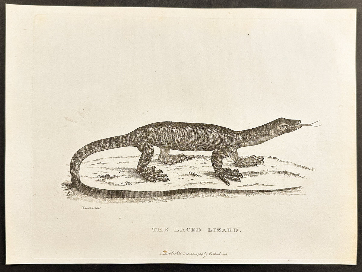 The Laced Lizard